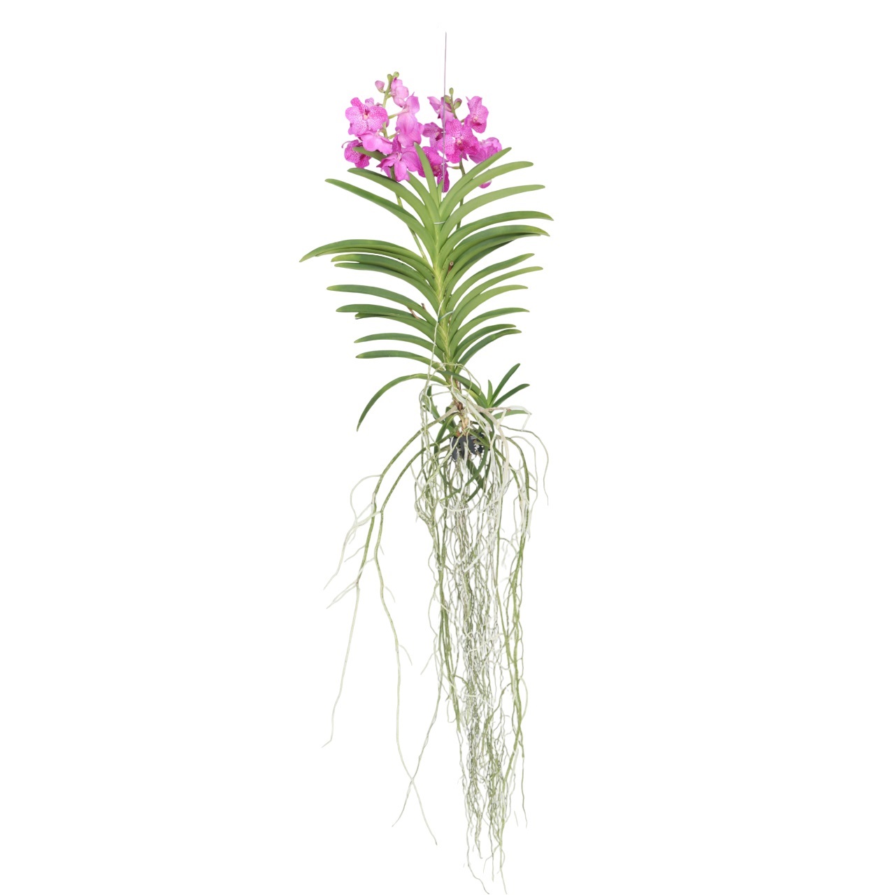 Roze Orchidee XXL - Vanda'Pink'- Hoogte 45-55cm afbeelding