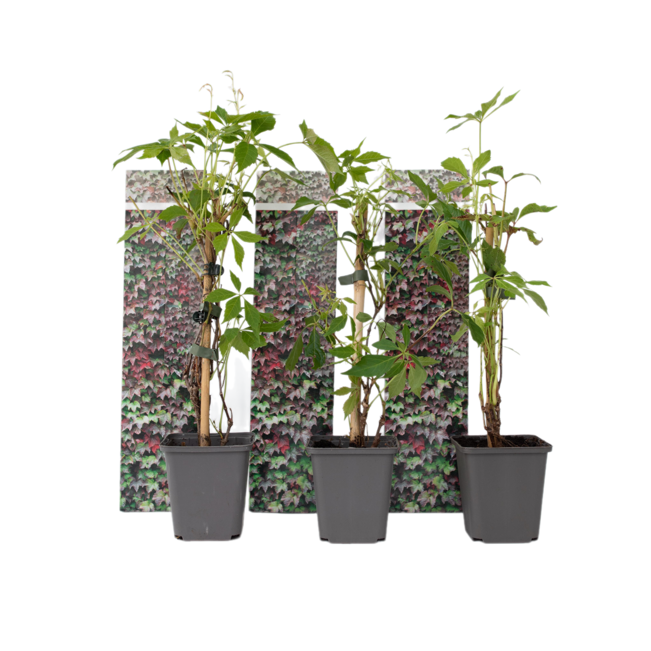 Wilde wingerd - Set van 3 - Parthenocissus quinquefolia - Hoogte 25-40cm -⌀9cm afbeelding