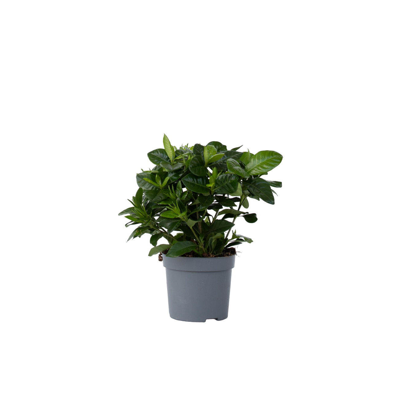 Kaapse jasmijn - Gardenia jasminoides - Hoogte 20-30cm -⌀13cm afbeelding