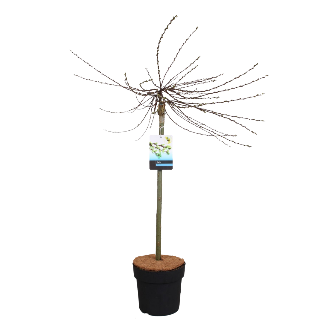 Dwergwilg - Salix repens'Iona'- Hoogte 80-90cm -⌀19cm afbeelding