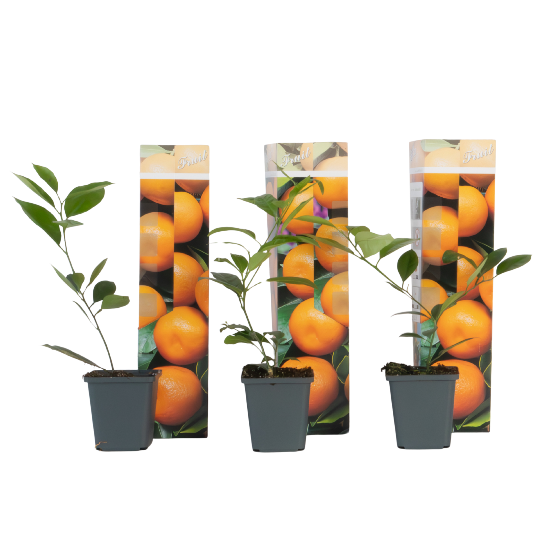 Sinaasappelboom - Set van 3 - Citrus mitis Calamondin - Hoogte 25-40cm -⌀9cm afbeelding