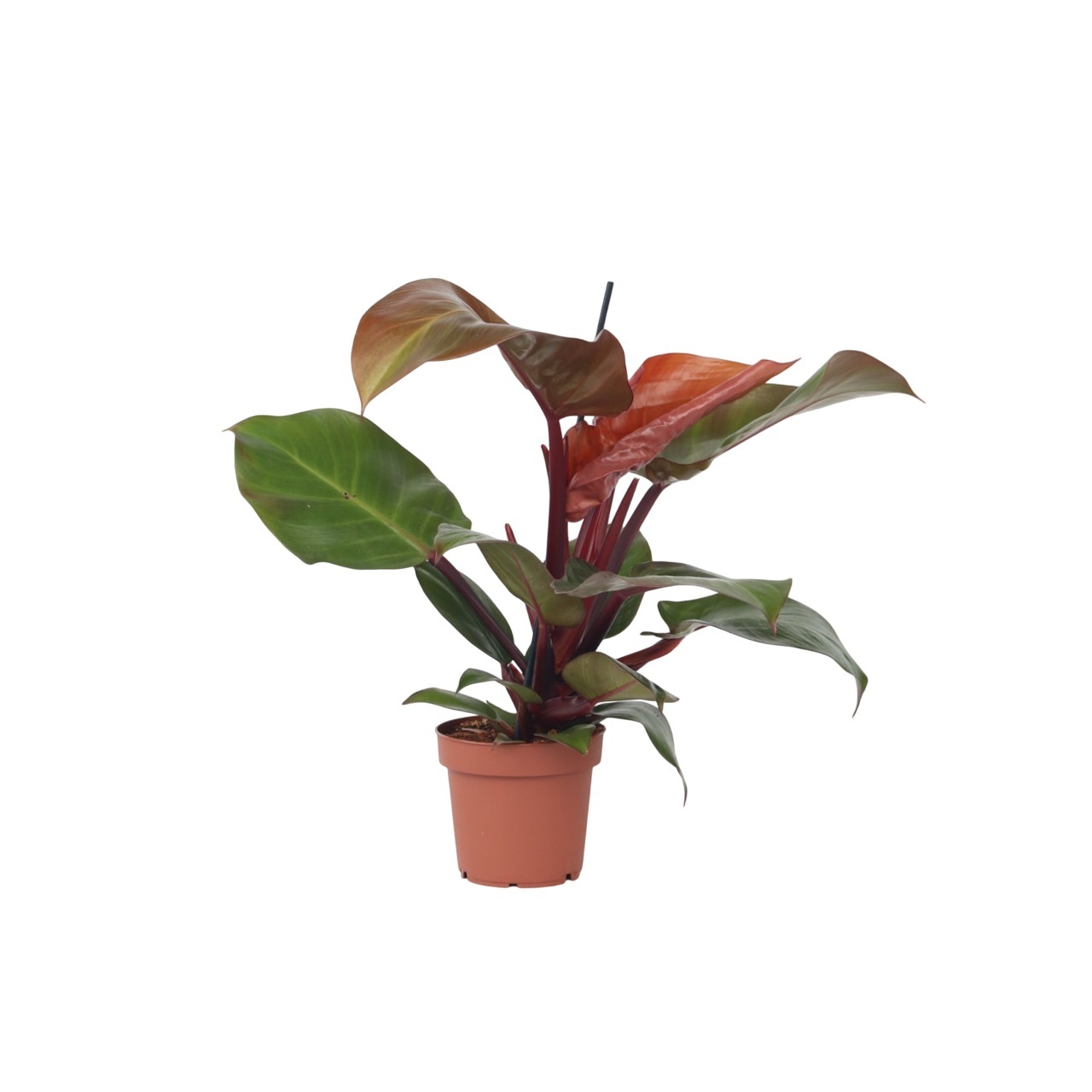 Philodendron - Philodendron'Sun Light'- Hoogte 20-30cm -⌀12cm afbeelding