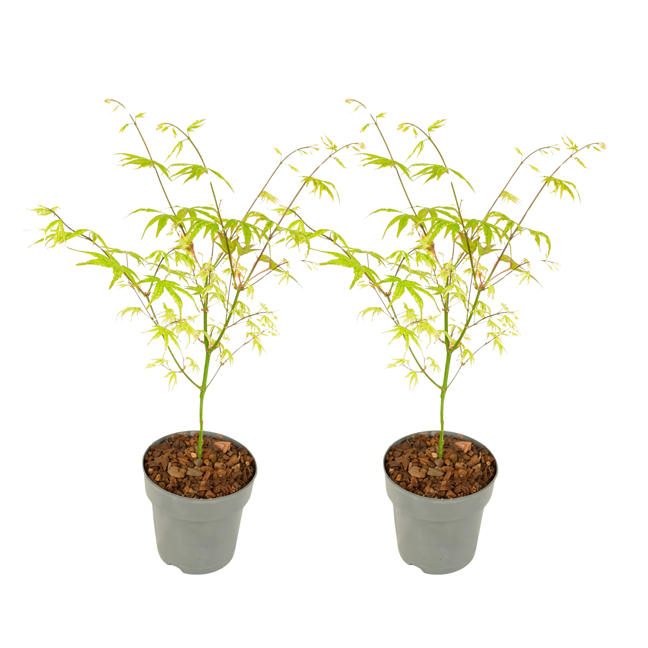 Japanse Esdoorn - Set van 2 - Acer palmatum'Ukigumo'- Hoogte 35-55cm -⌀15cm afbeelding