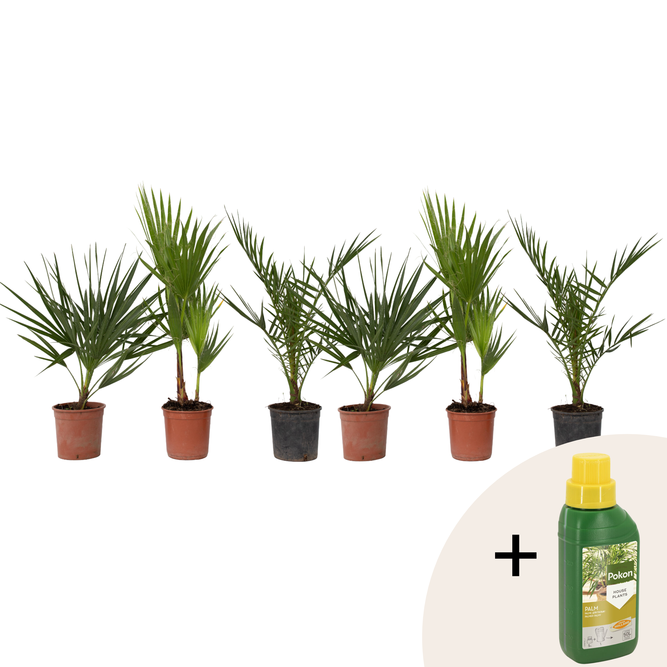 Tuinpalmen met plantenvoeding - Set van 6 - Hoogte 50-70cm -⌀15cm afbeelding