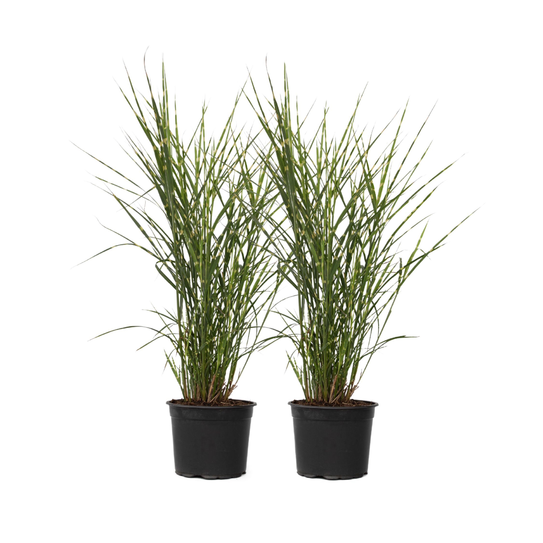 Chinees prachtriet - Set van 2 - Miscanthus'Zebrinus'- Hoogte 20-30cm -⌀23cm afbeelding