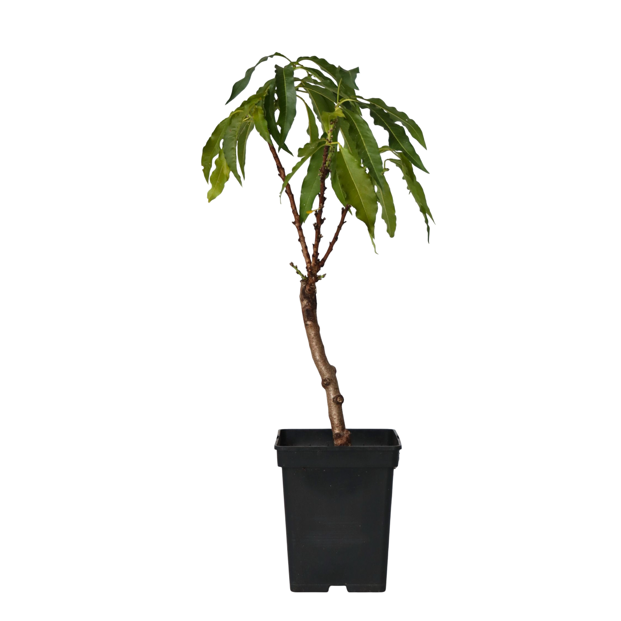 Dwergperzik - Prunus'Bonanza'- Hoogte 60-70cm -⌀15cm afbeelding
