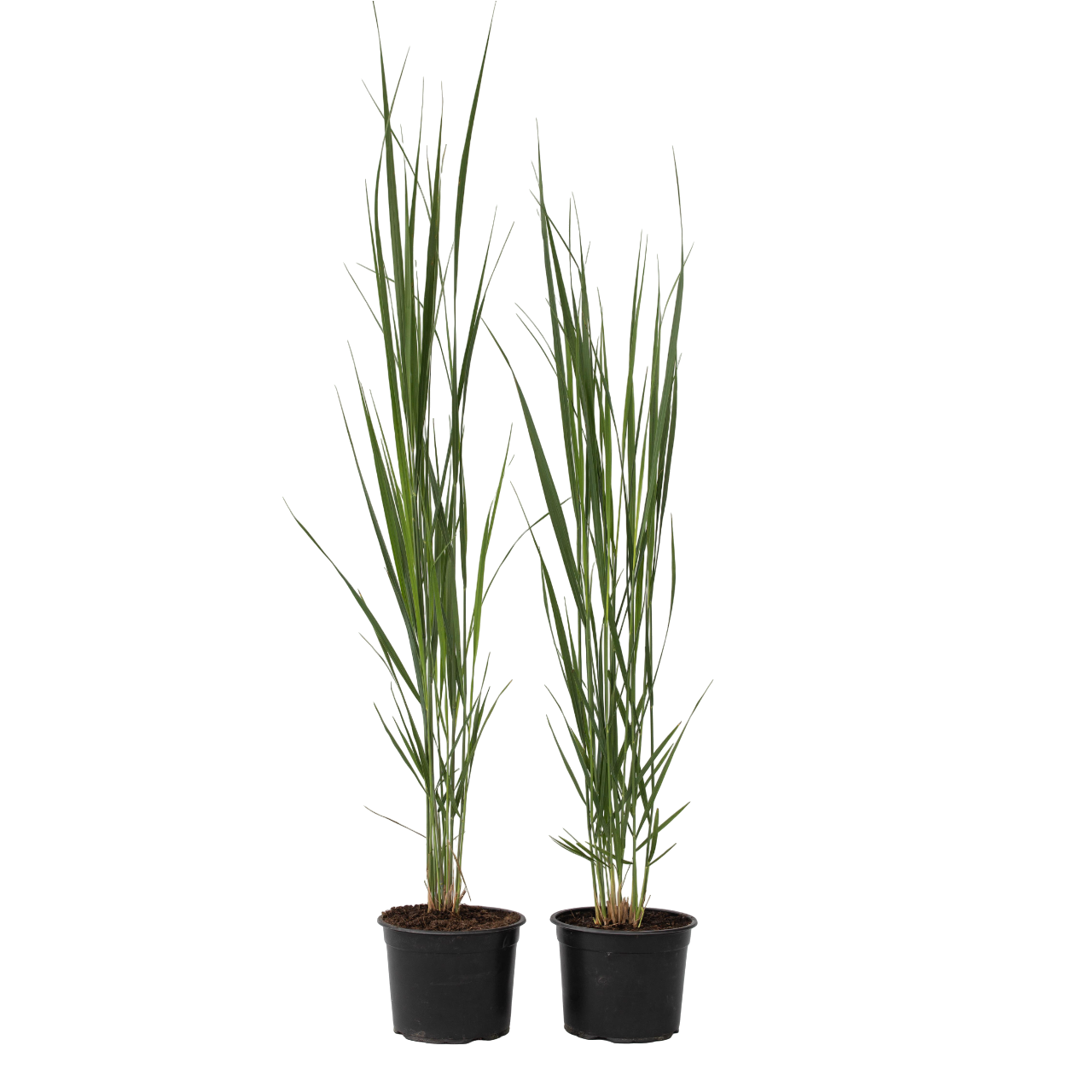 Vingergras - Set van 2 - Panicum virgatum'Northwind'- Hoogte 40-60cm -⌀23cm afbeelding