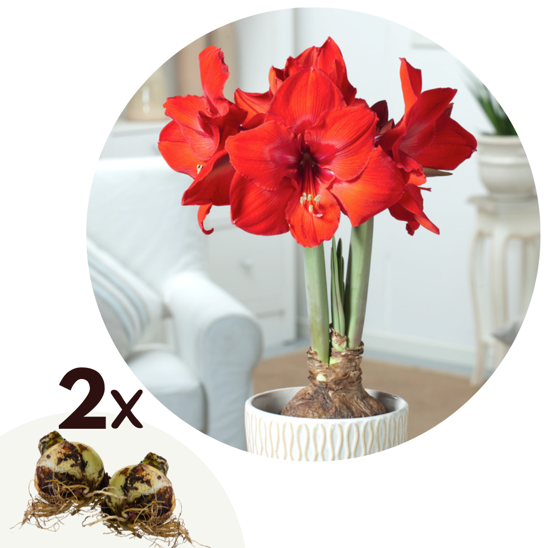 Amaryllis - Set van 2 - Hippeastrum - Bloembol - Rood afbeelding