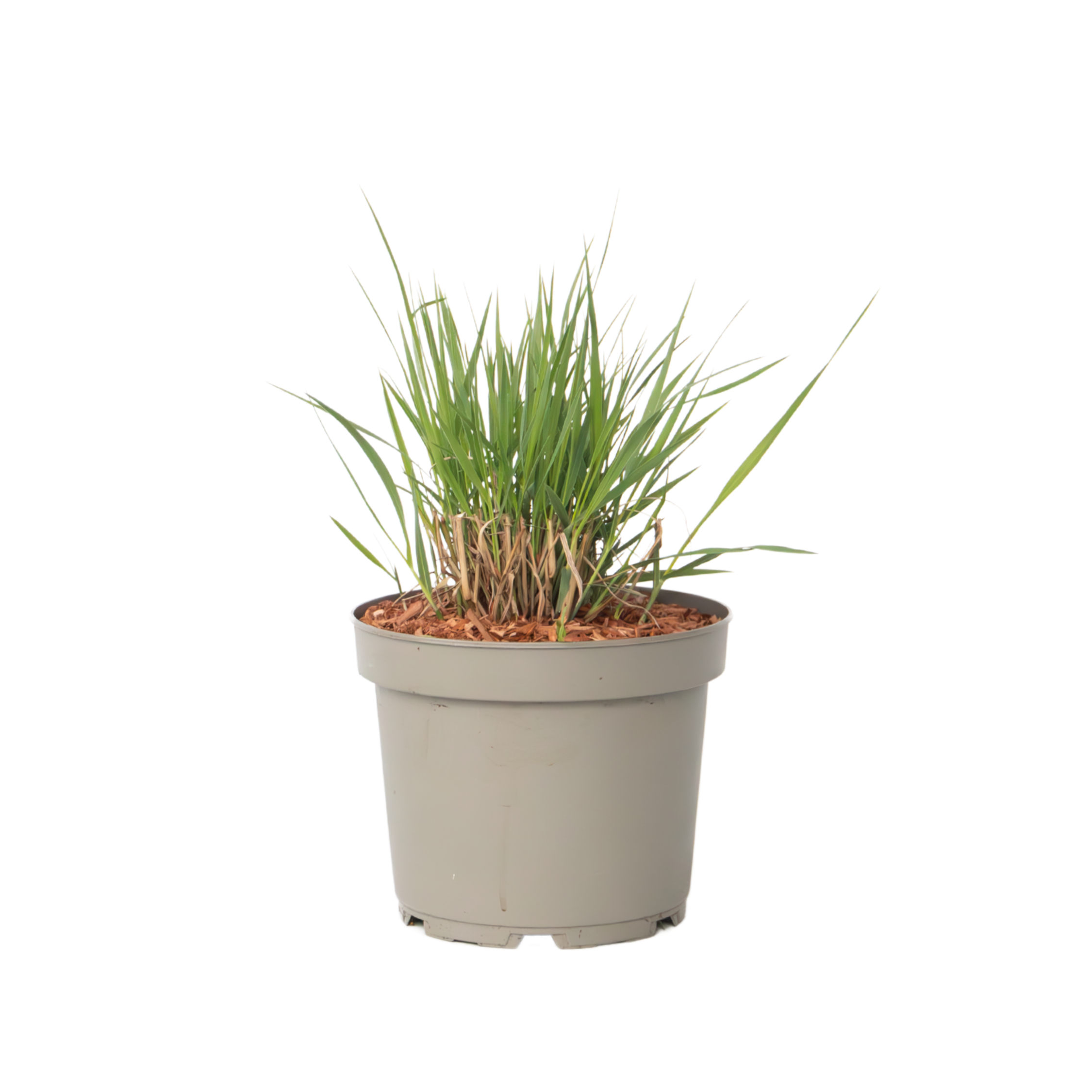 Vingergras - Panicum virgatum'Heavy Metal'- Hoogte 40-60cm -⌀23cm afbeelding