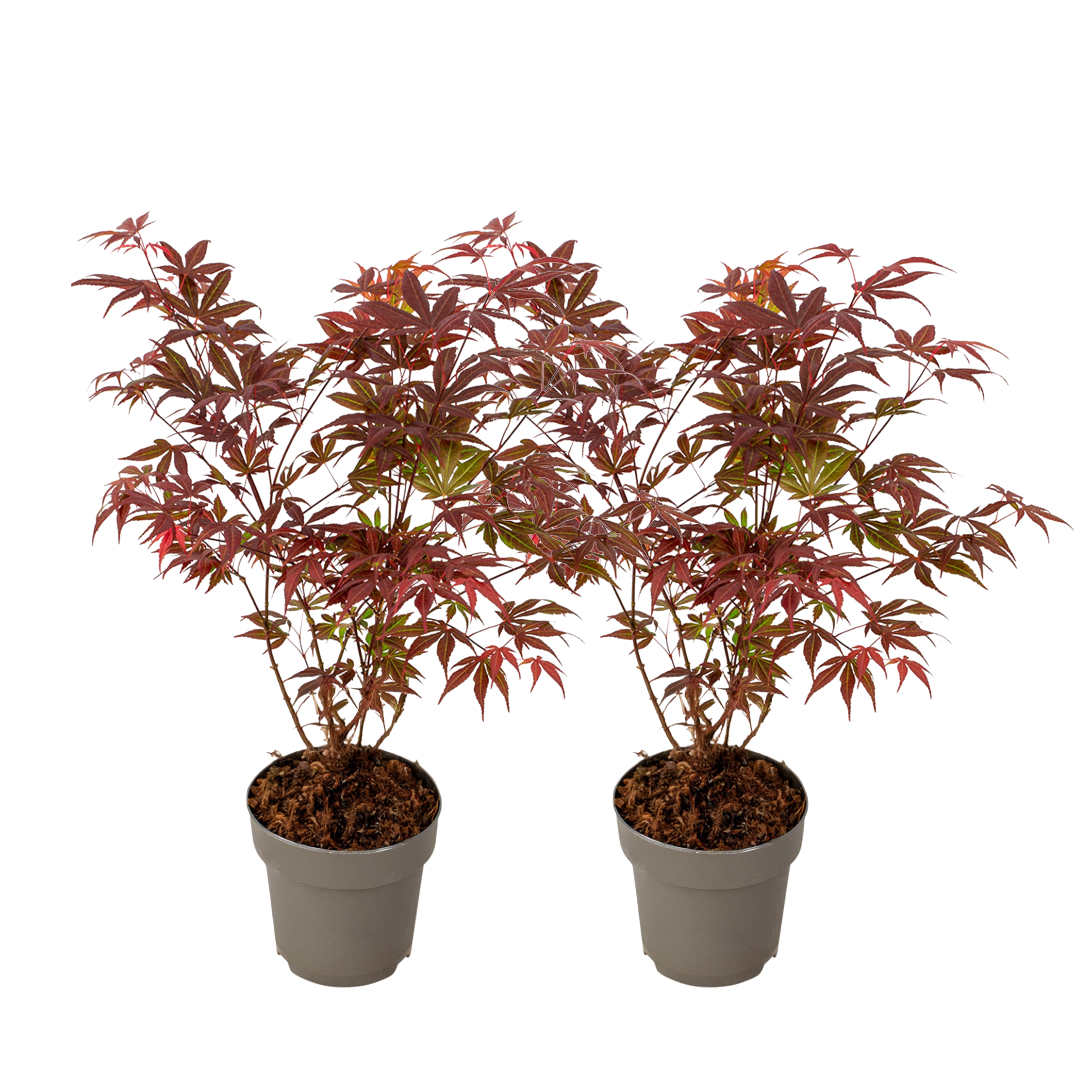 Japanse Esdoorn - 2 Stuks - Acer palmatum Atropurpureum - Hoogte 35-55cm -⌀15cm afbeelding