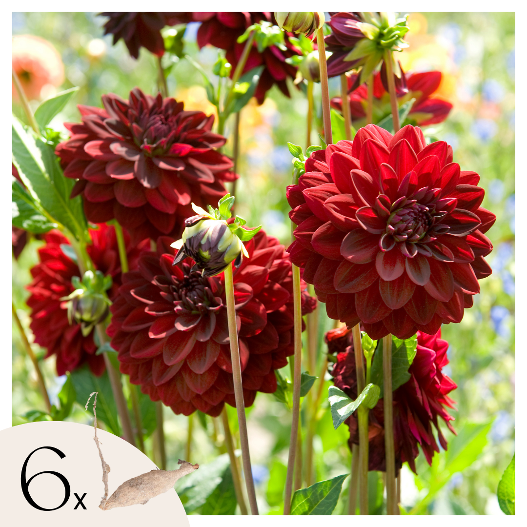 Dahliaknollen - Set van 6 - Dahlia'Arabian Night'- Rood afbeelding