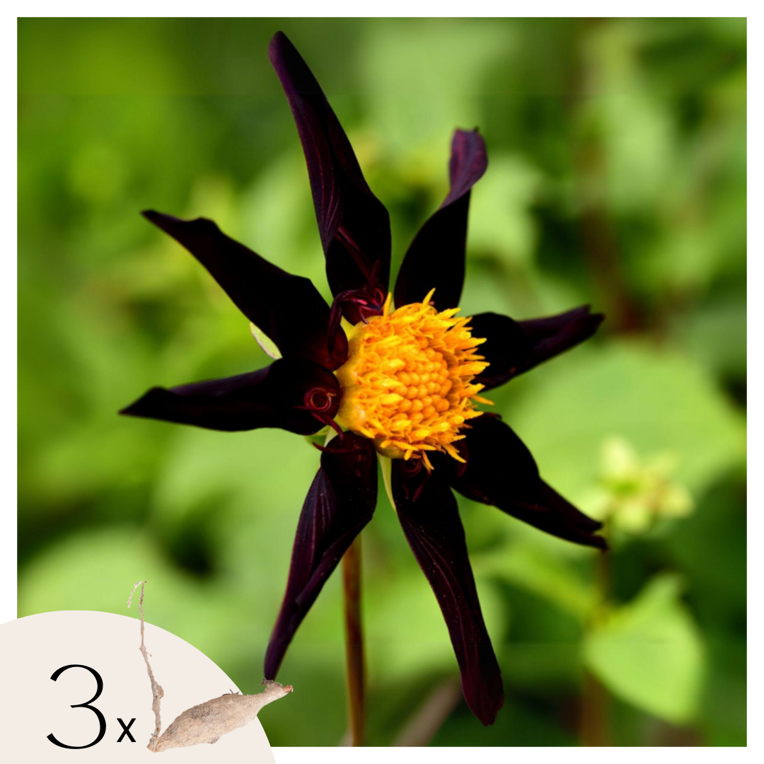 Dahliaknollen - Set van 3 - Dahlia'Verrone's Obsidian' afbeelding