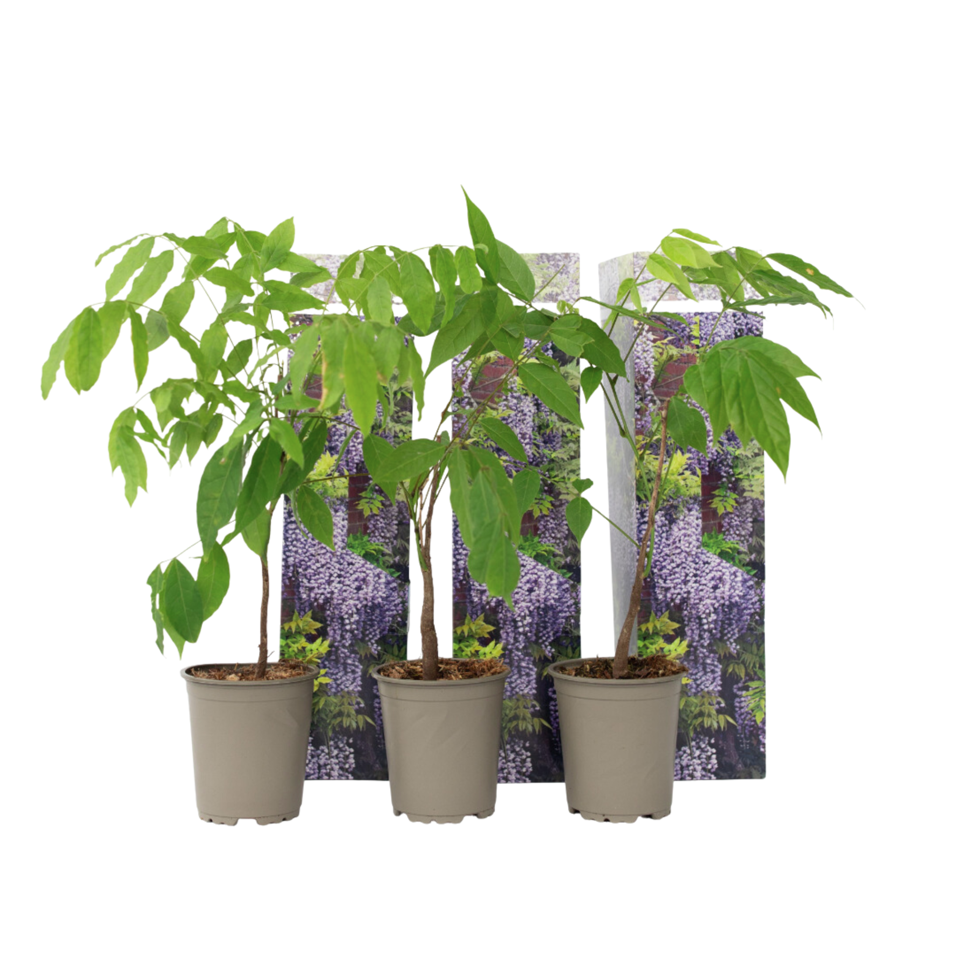 Blauwe regen - Set van 3 - Wisteria sinensis - Hoogte 25-40cm -⌀9cm afbeelding
