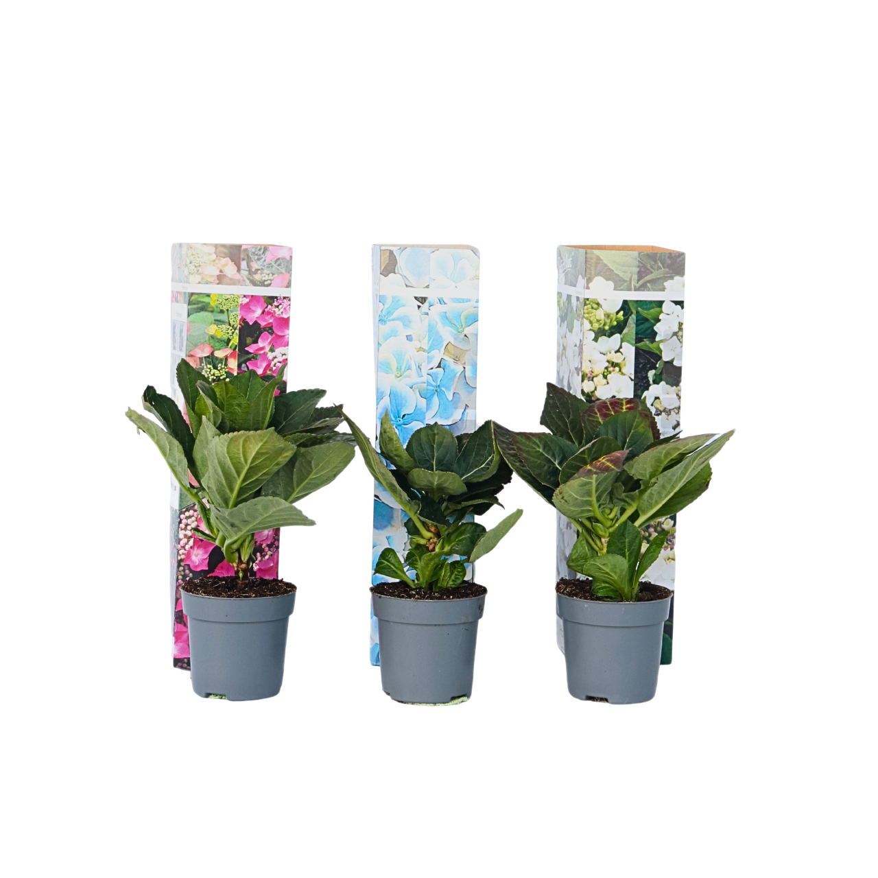 Hortensia - Set van 3 - Hydrangea macrophylla - Hoogte 25-40cm -⌀9cm afbeelding