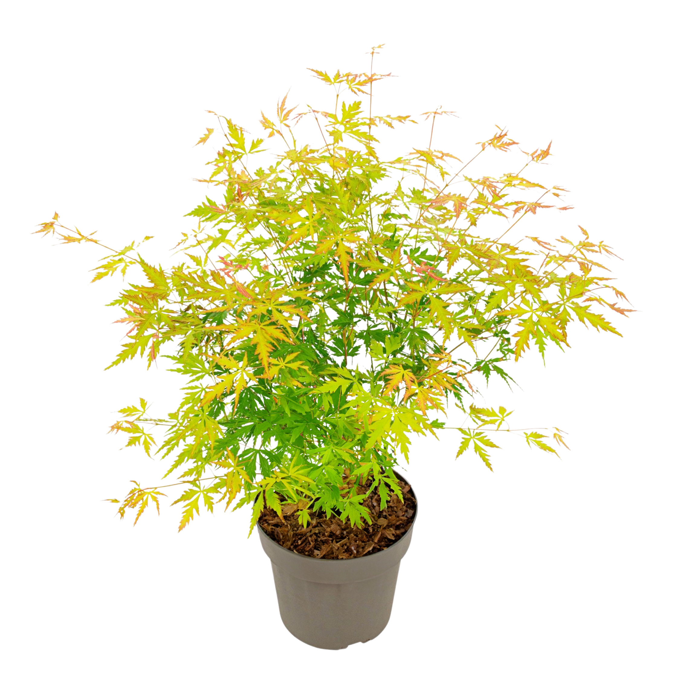 Japanse Esdoorn - Acer palmatum'Orange Lace'- Hoogte 60-70cm -⌀19cm afbeelding