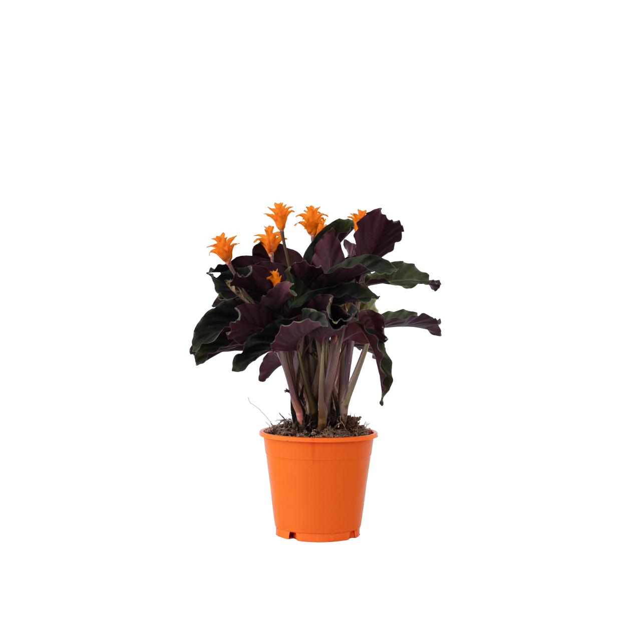 Eeuwige vlam - Calathea crocata'Tassmania'- Hoogte 40-50cm -⌀14cm afbeelding