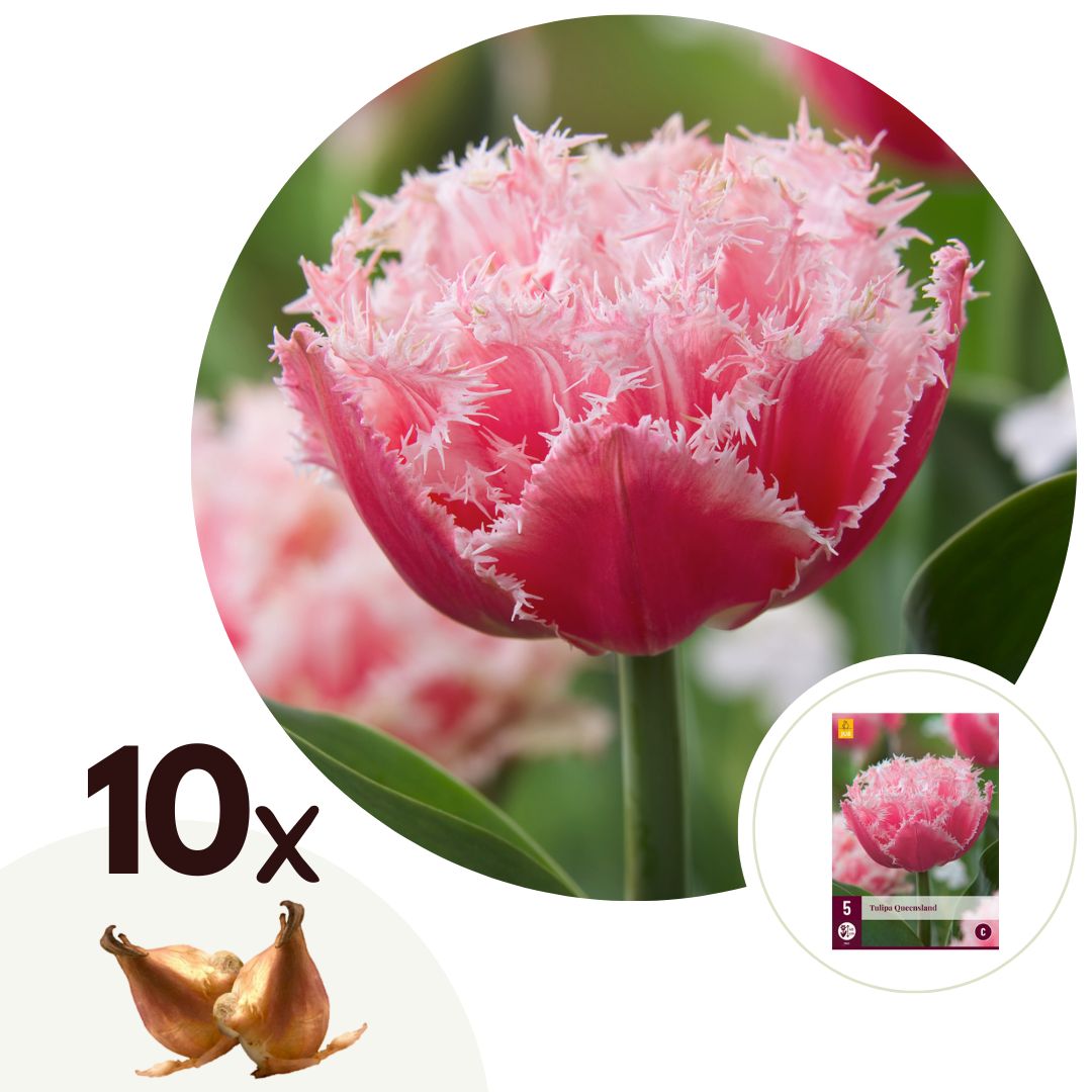 Tulpenbollen - Set van 10 - Tulipa'Queensland'- Bloembollen - Roze afbeelding