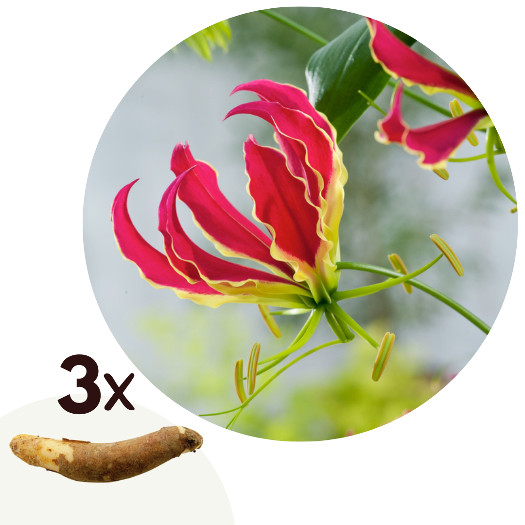 Klimlelie - Set van 3 - Gloriosa'Rothschildiana'- Wortelstokken - Rood afbeelding