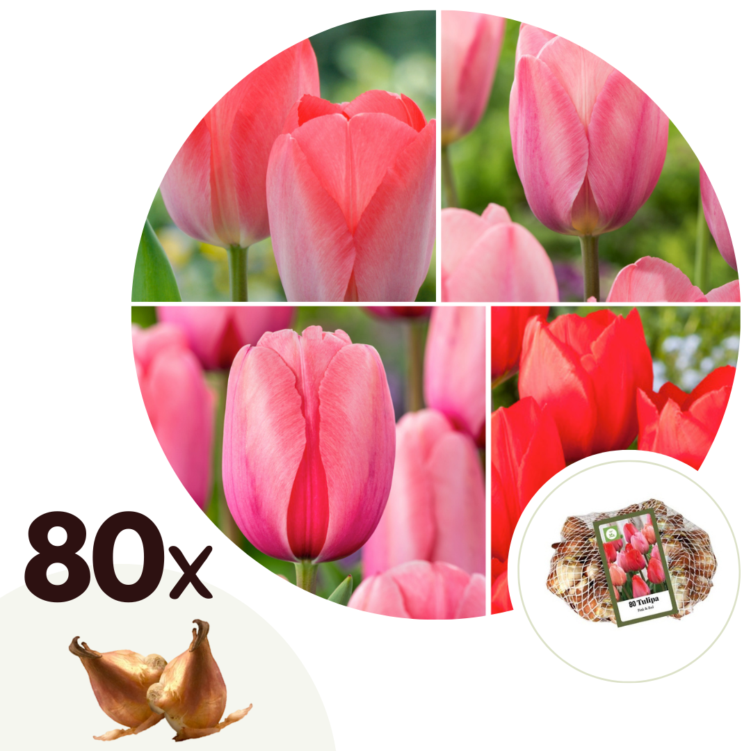 Tulpenbollen - Set van 80 - Tulipa'Salmon','Van Eijk'- Bloembollen - Rood afbeelding