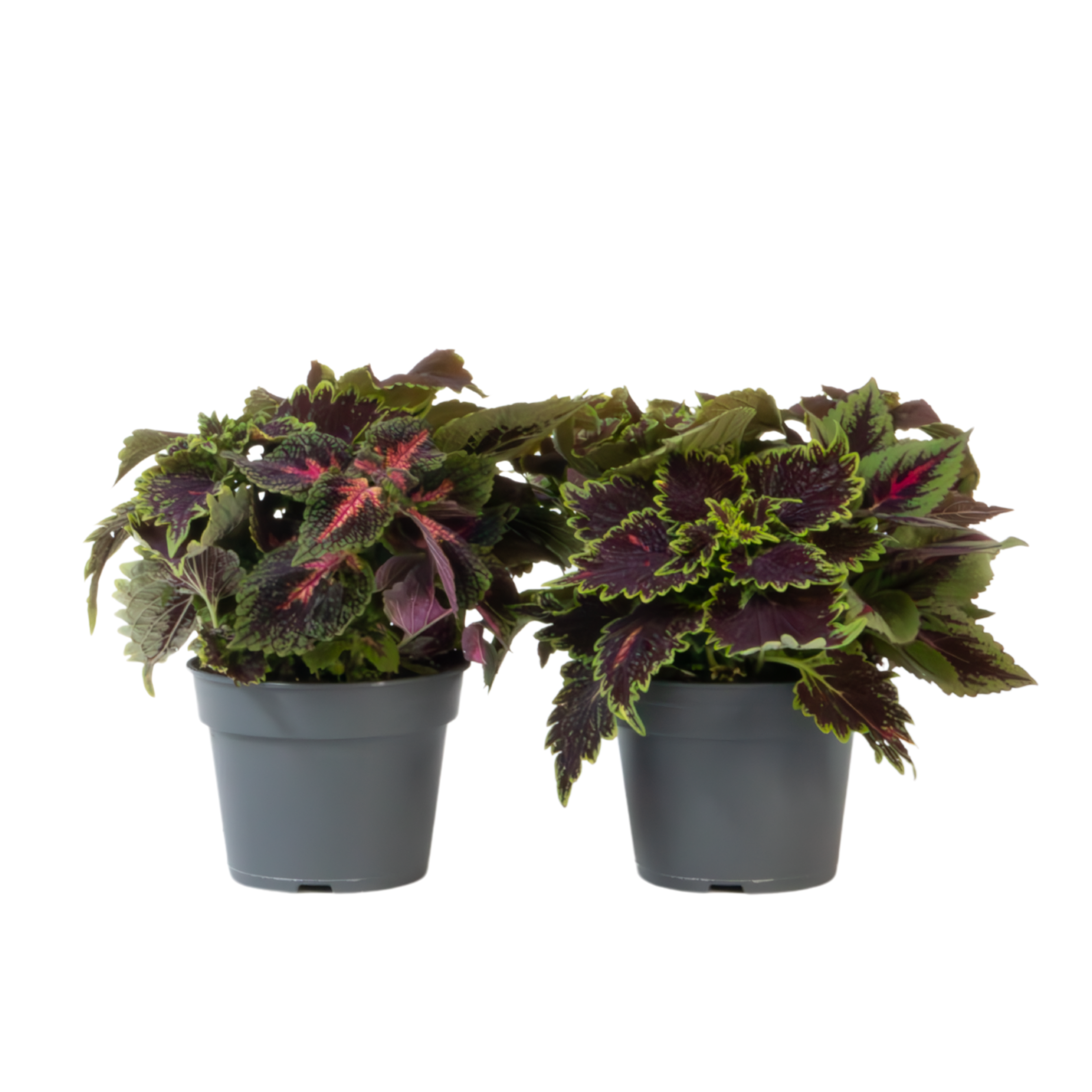 Coleus - Set van 2 - Coleus scutellarioides - Hoogte 25-35cm -⌀17cm afbeelding
