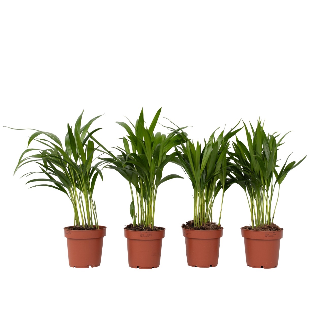 Areca goudpalm - Set van 4 - Dypsis lutescens - Hoogte 30-45cm -⌀12cm afbeelding