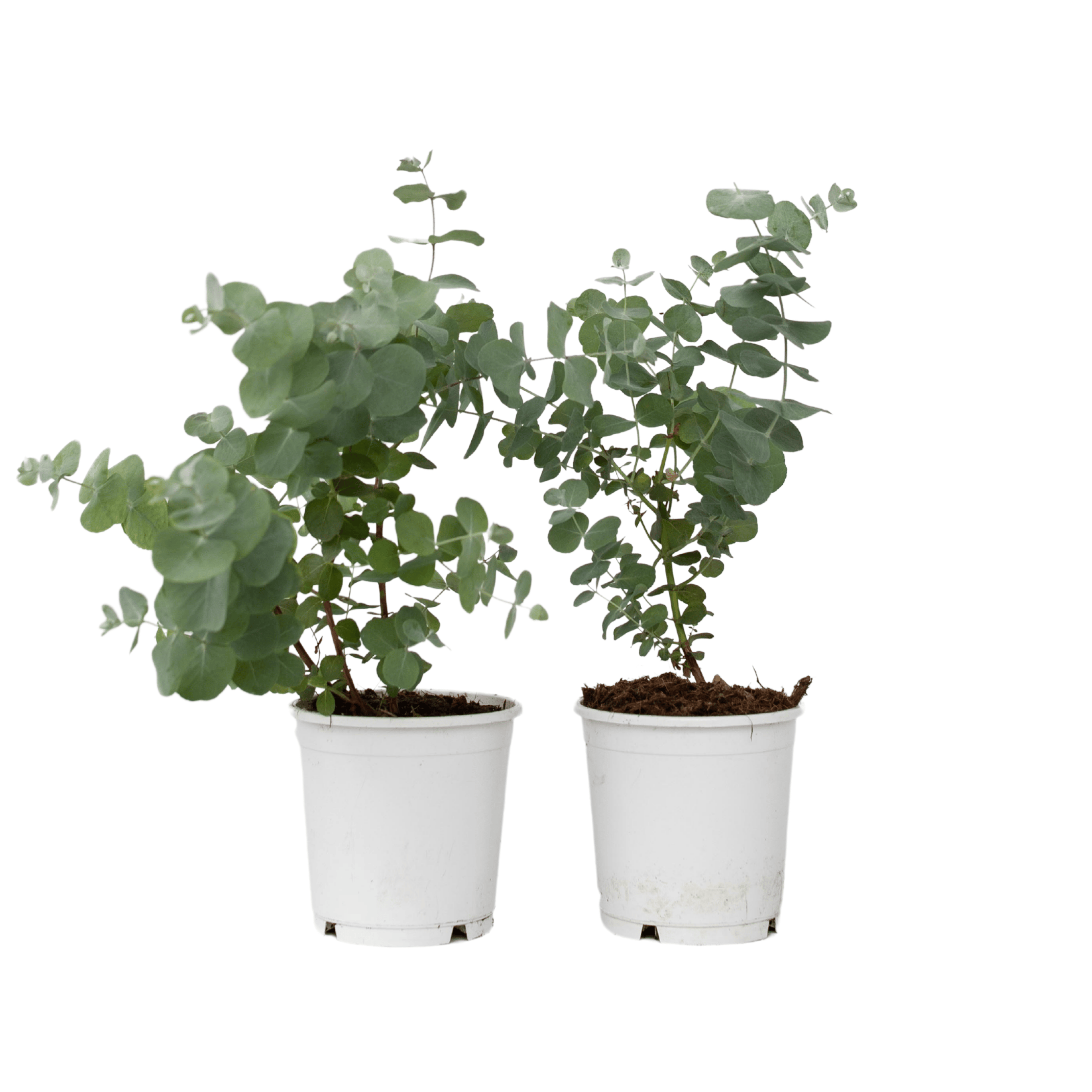 Gomboom - Set van 2 - Eucalyptus'Pulverulenta'- Hoogte 25-40cm -⌀13cm afbeelding