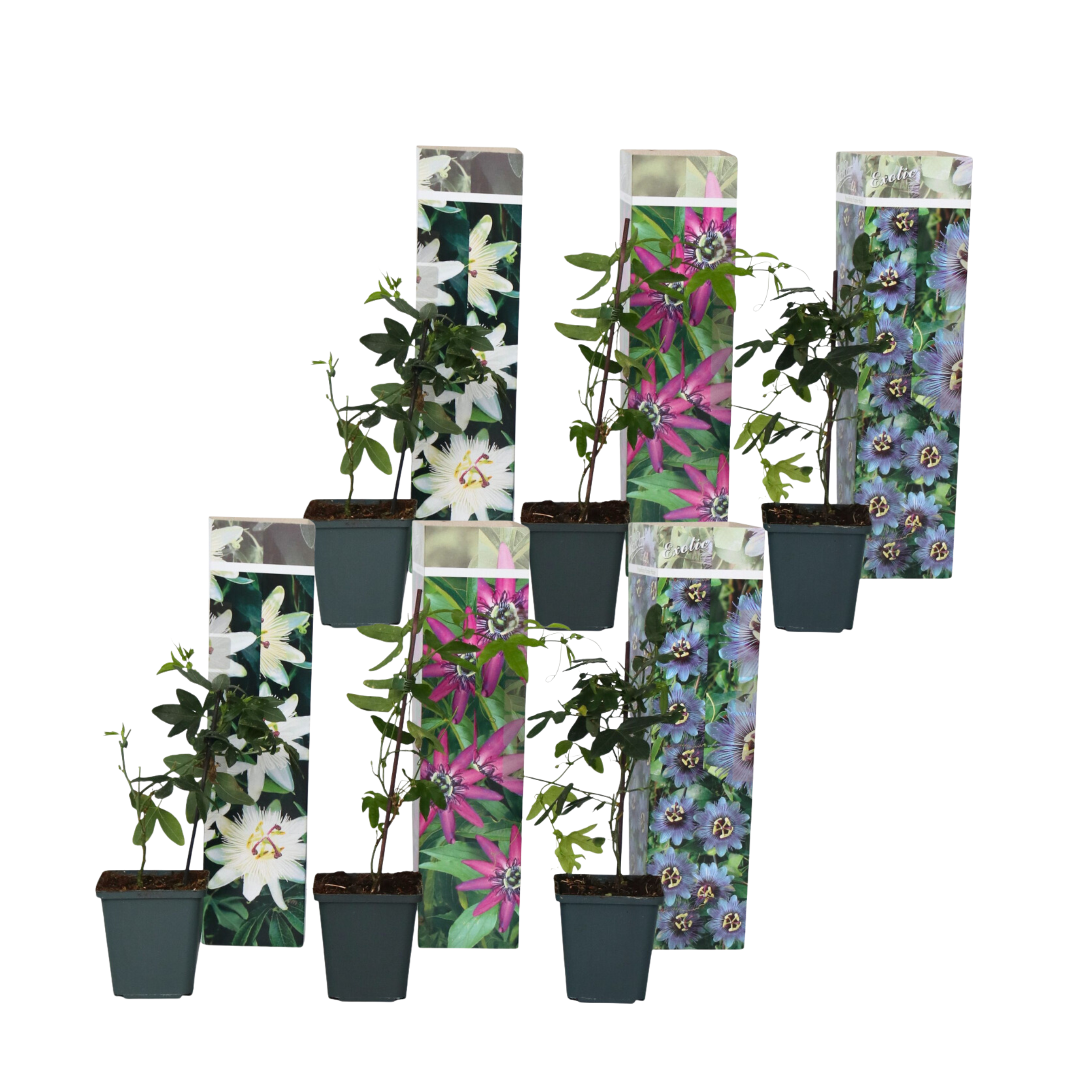 Passiebloem - Set van 6 - Passiflora hybridum - Hoogte 25-40cm -⌀9cm afbeelding