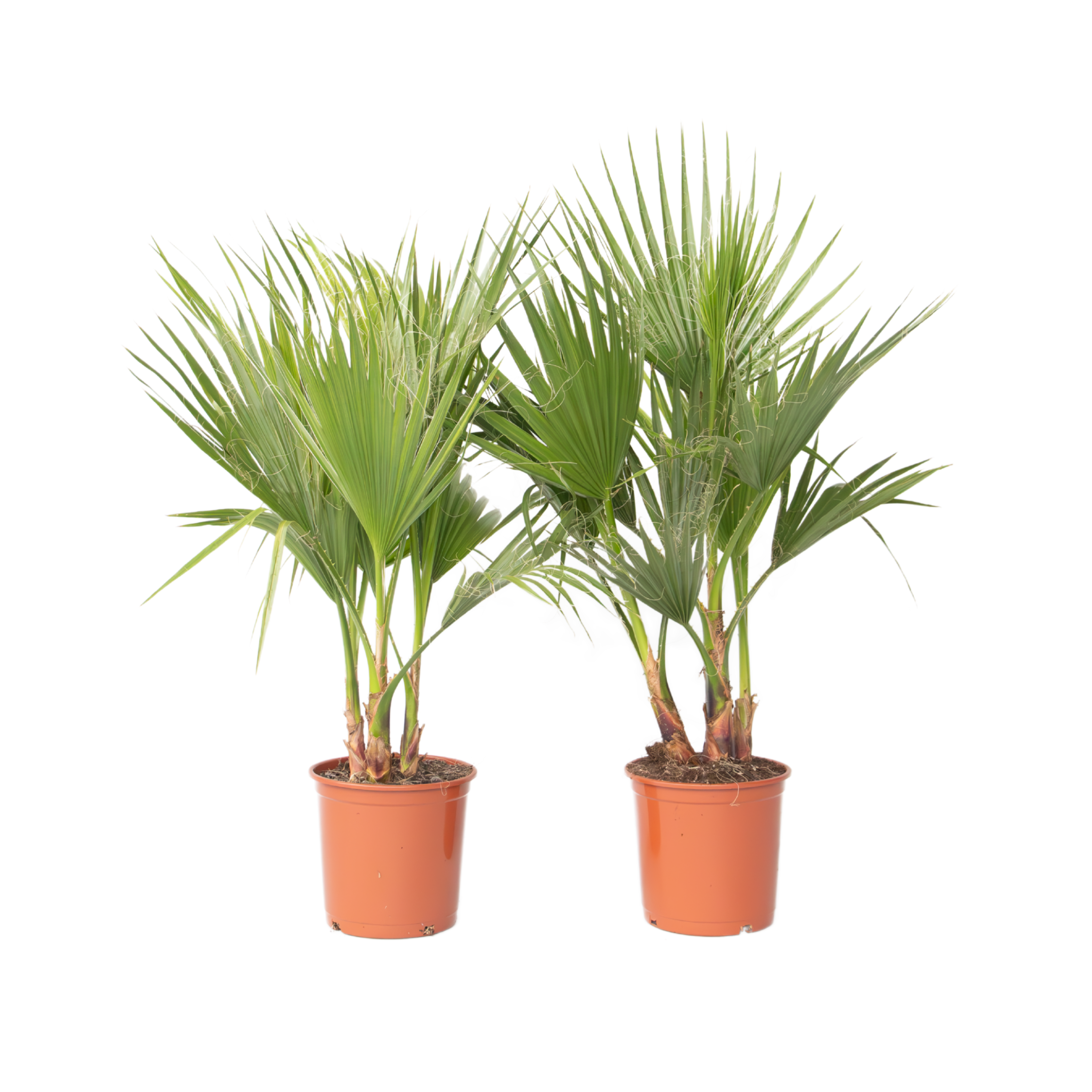 Mexicaanse waaierpalm - Set van 2 - Washingtonia - Hoogte 70-90cm -⌀21cm afbeelding
