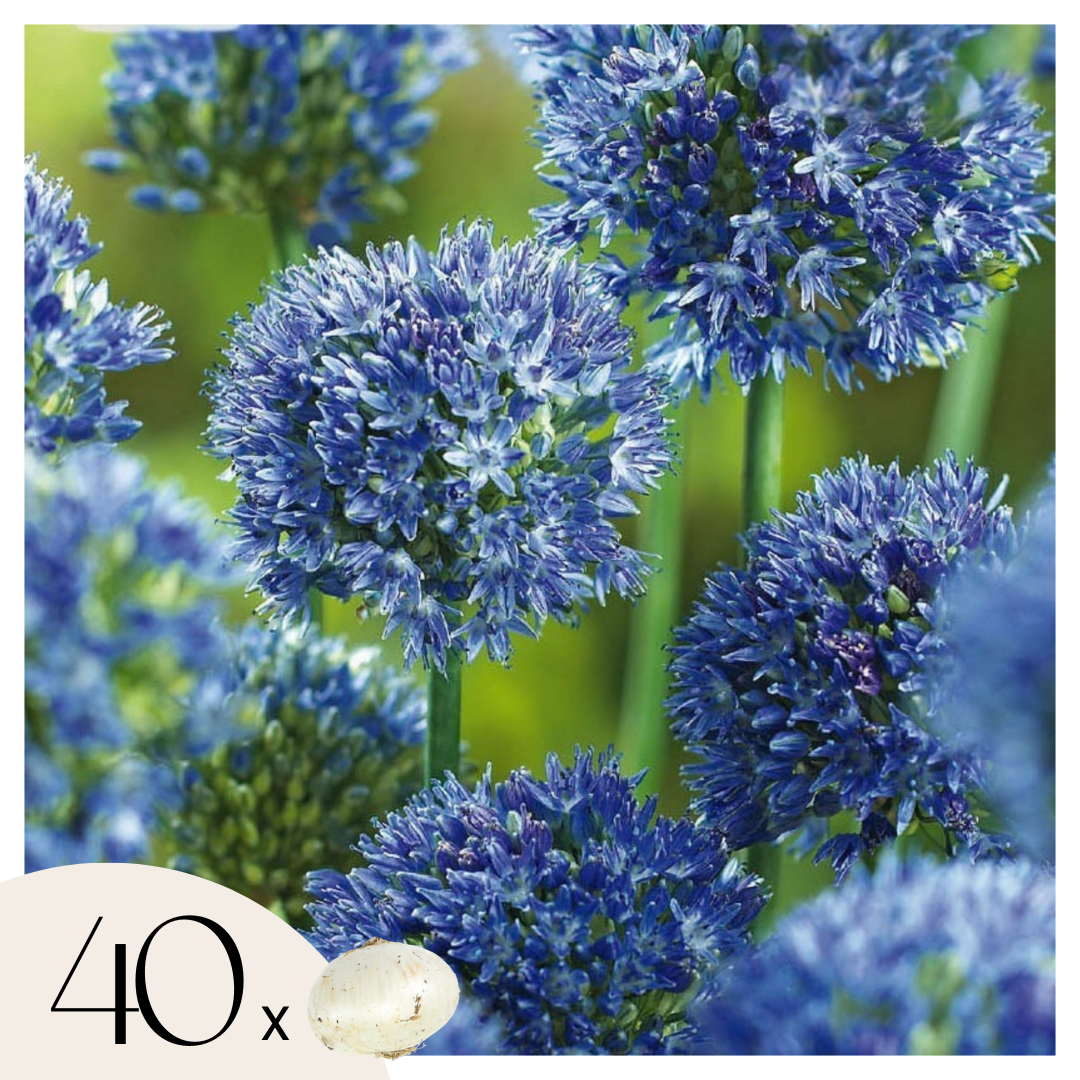 Blauwe Look - Allium'Caeruleum'- Set van 40 Bloembollen afbeelding