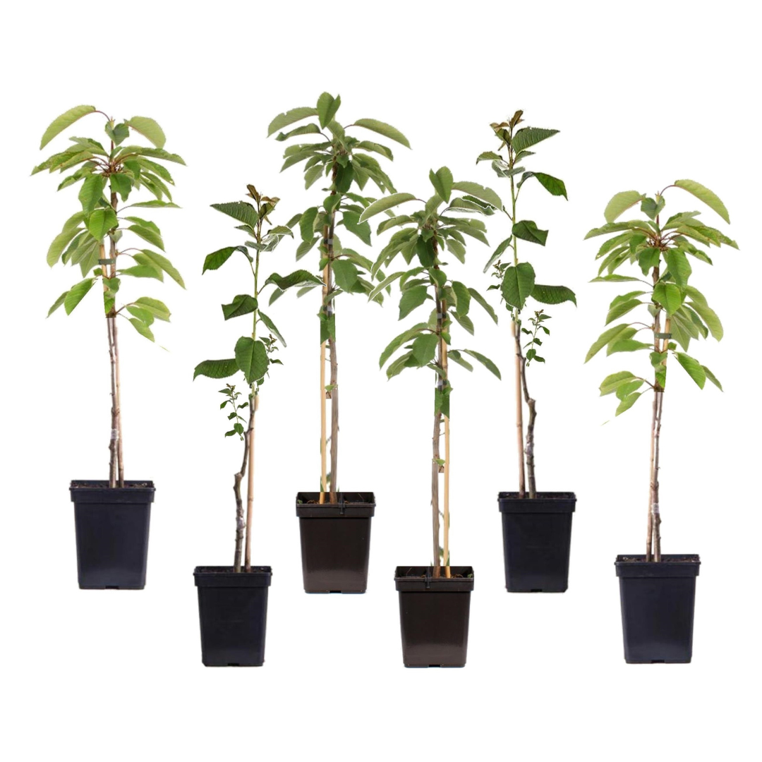 Appelboom-mix - Set van 6 - Malus - Hoogte 60-70cm -⌀9cm afbeelding