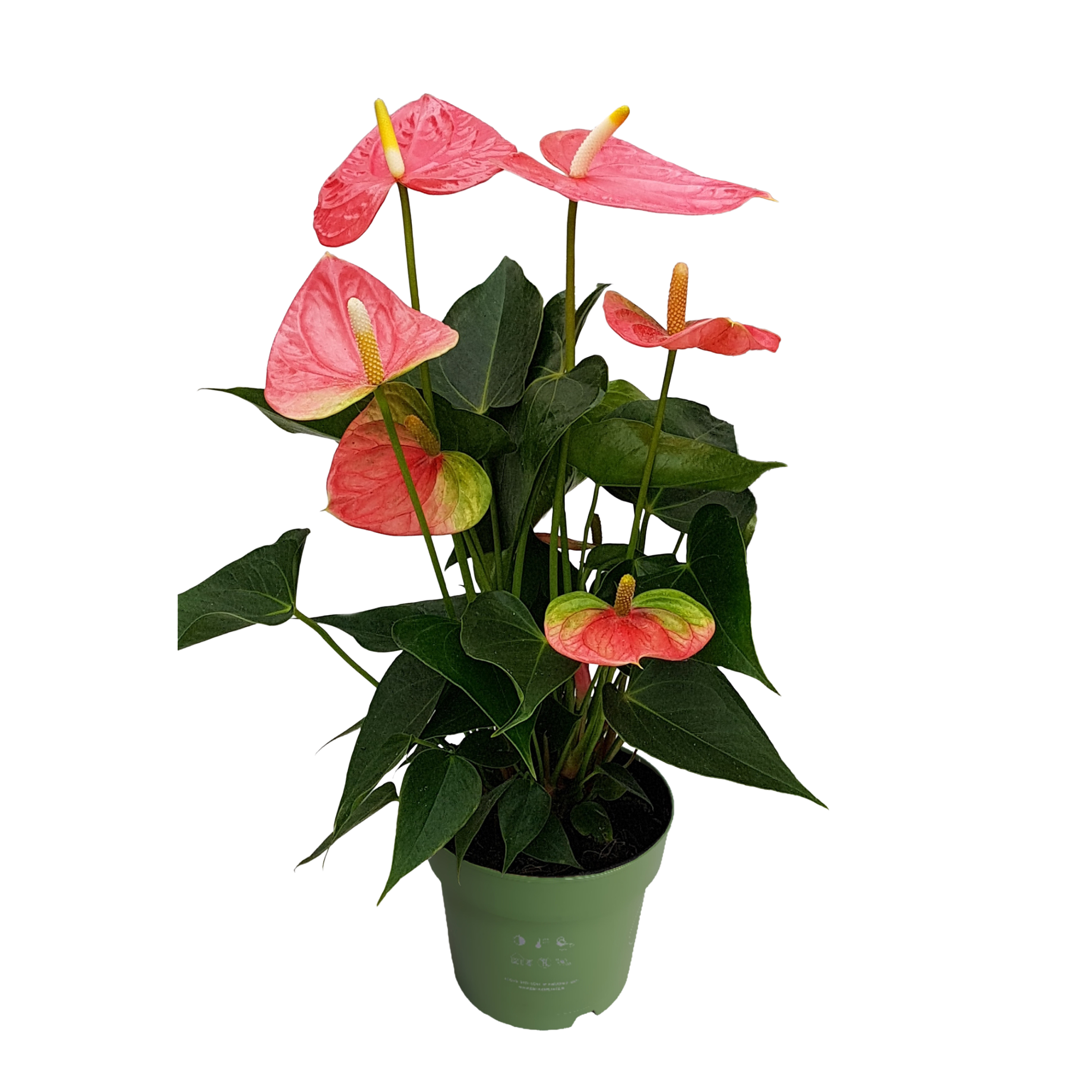 Flamingoplant - Anthurium'Colorado Pink'- Hoogte 40-55cm -ø14cm afbeelding