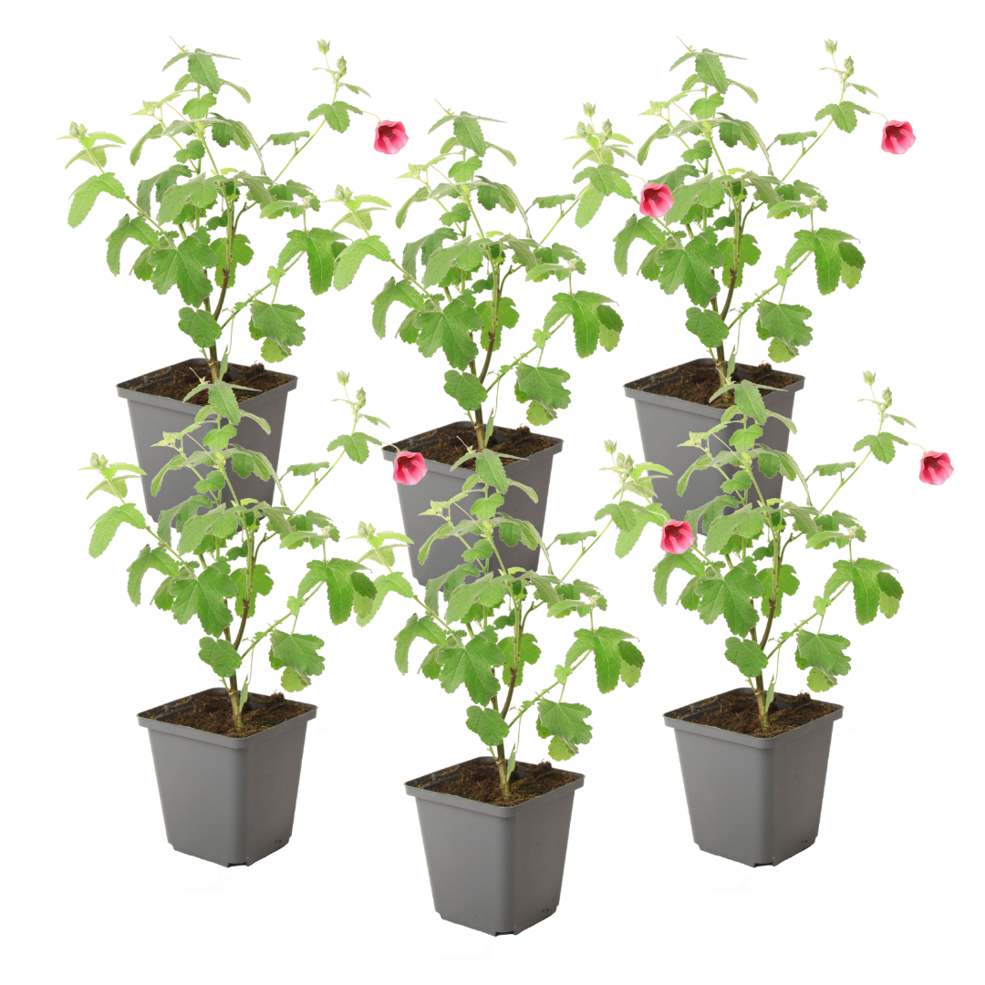 Kaapse malva - Set van 6 - Anisodontea'El Rayo'- Hoogte 25-40cm -⌀9cm afbeelding