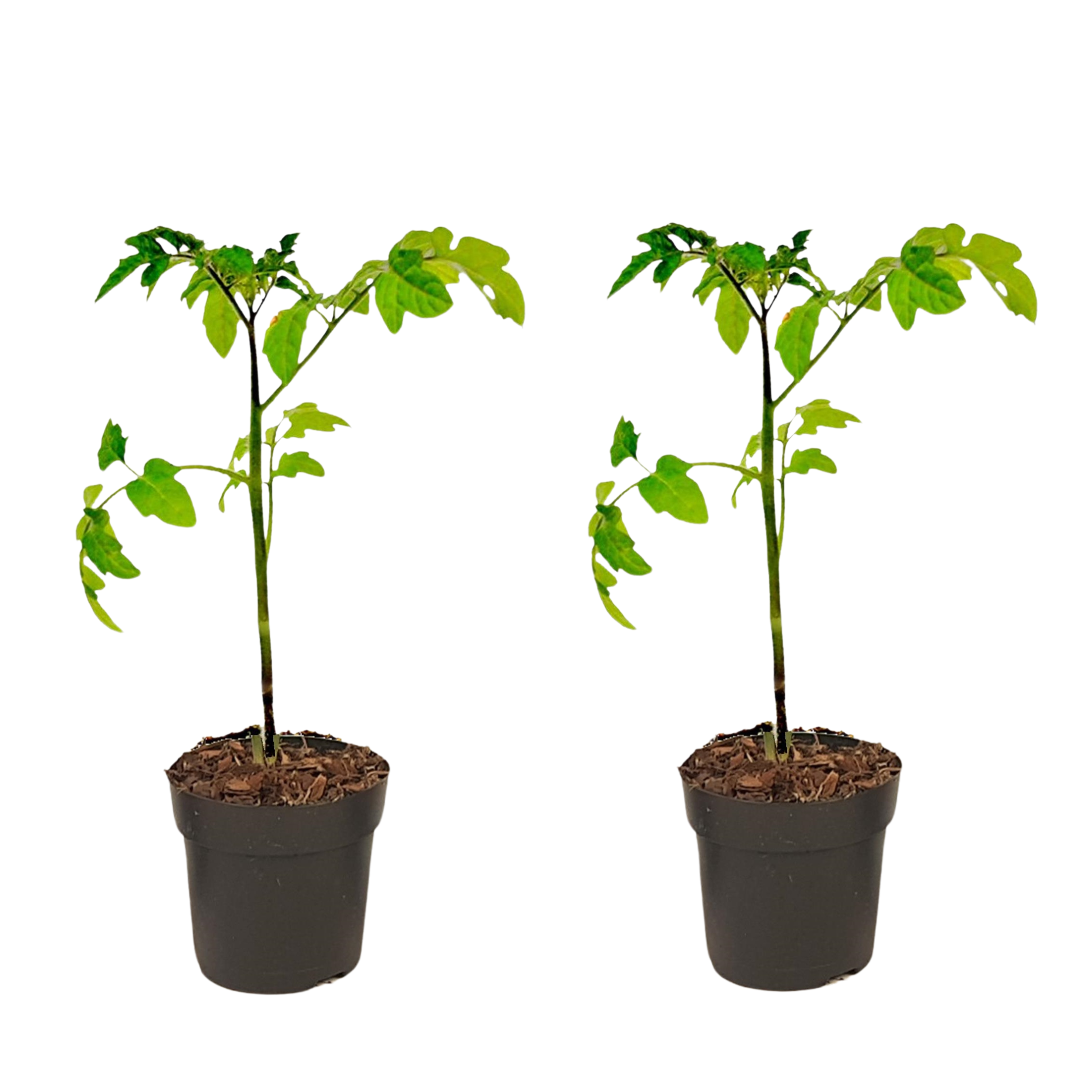 Tomaat-Aardappelplant - Set van 2 - Solanum'Tomtato'- Hoogte 25-40cm -⌀10,5cm afbeelding