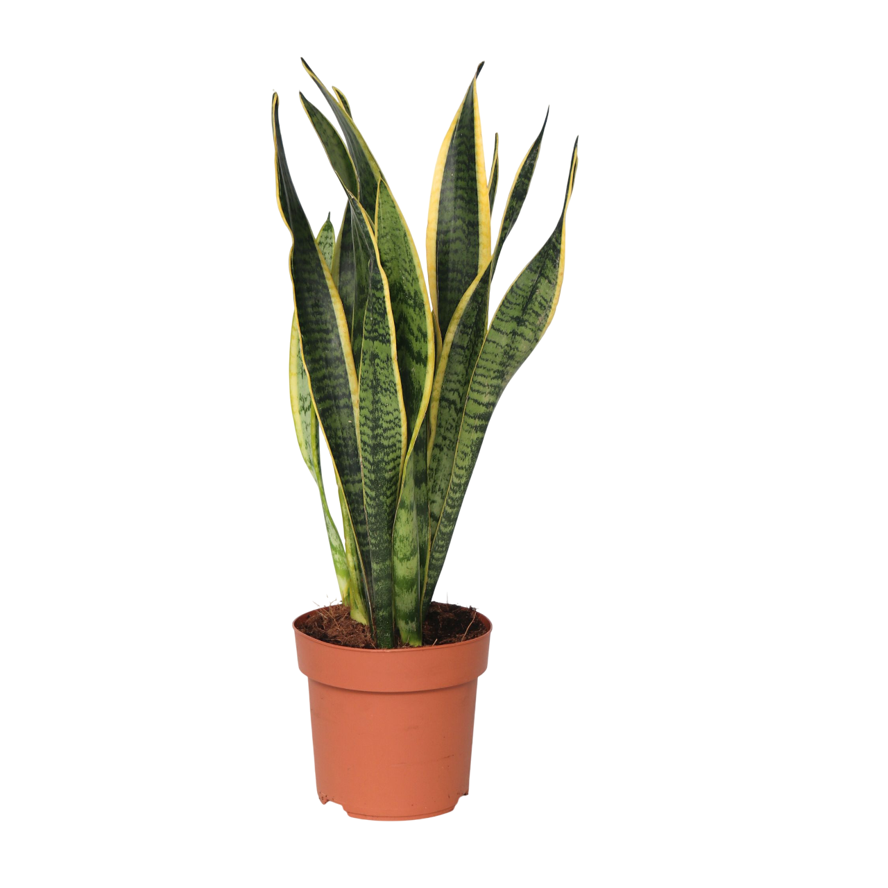 Vrouwentong - Sansevieria trifasciata Laurentii - Hoogte 40-50cm -⌀14cm afbeelding