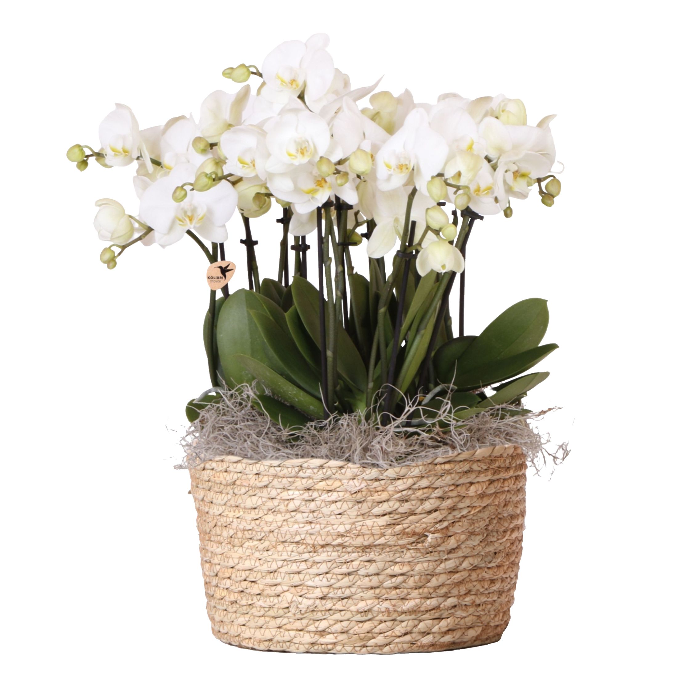 Orchidej v bílé košíku - Phalaenopsis - Výška 40–50cm - ⌀28cm
