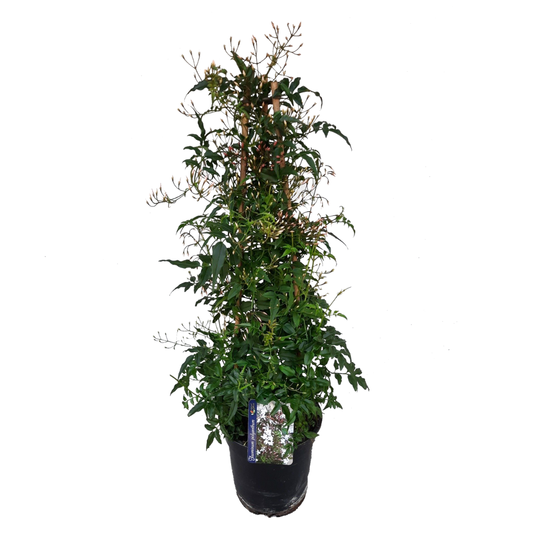 Jasmijn - Jasminum polyanthum - Hoogte 60-70cm -⌀17cm afbeelding