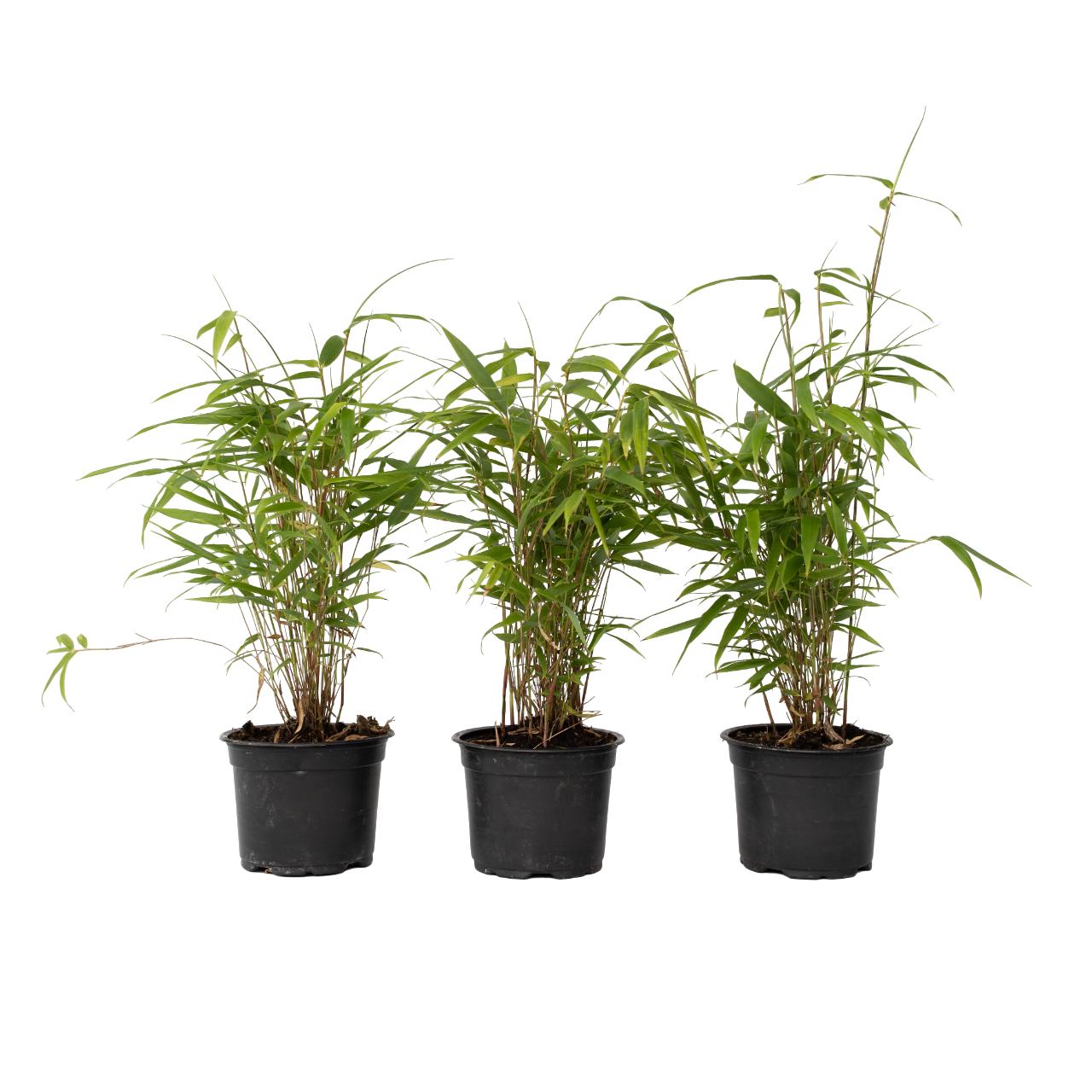 Blauwe bamboe - Set van 6 - Fargesia papyrifera'Grex'- Hoogte 30-40cm -⌀13cm afbeelding