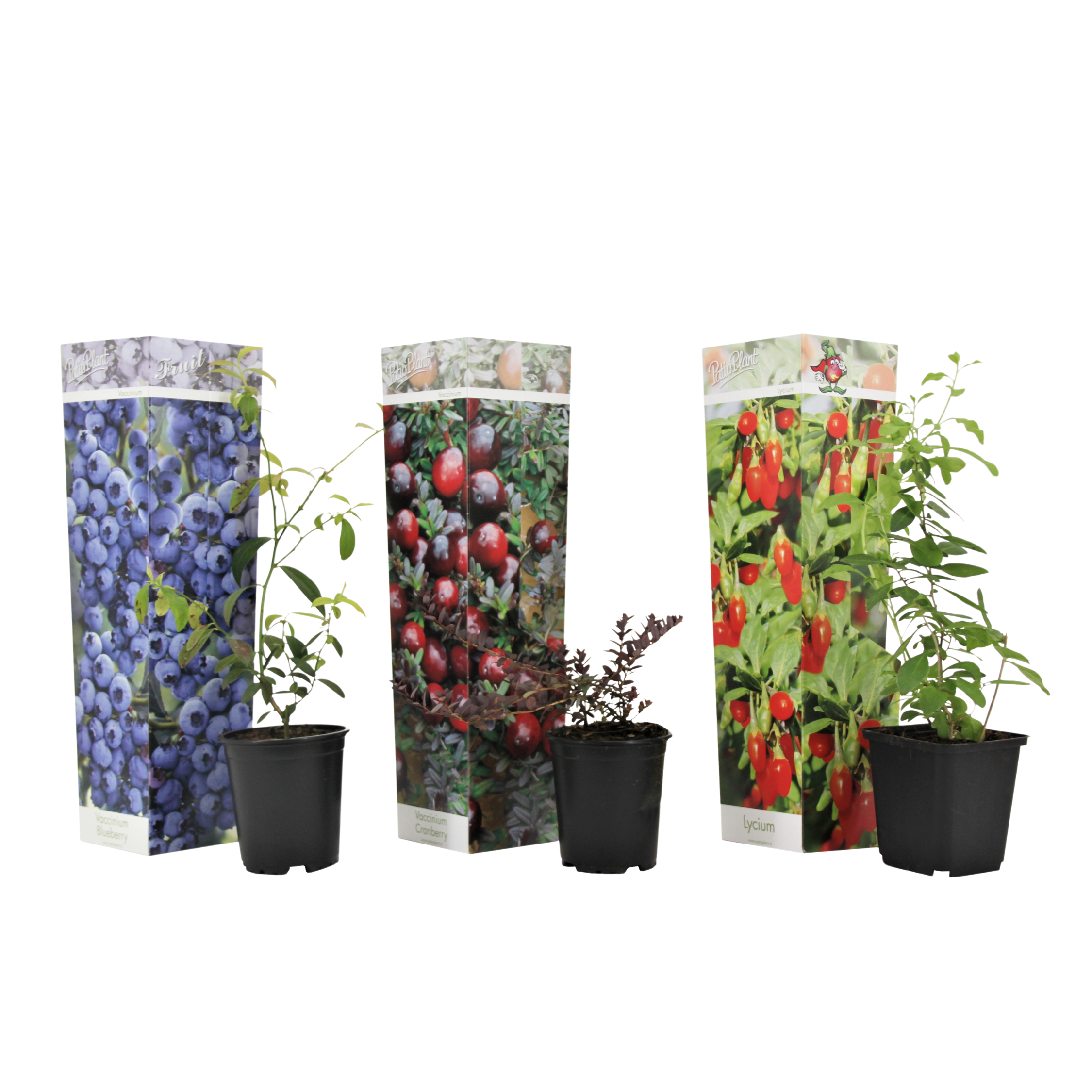 Superfruitstruiken - Set van 3 - Lycium, Vaccinium - Hoogte 25-40cm -⌀9cm afbeelding