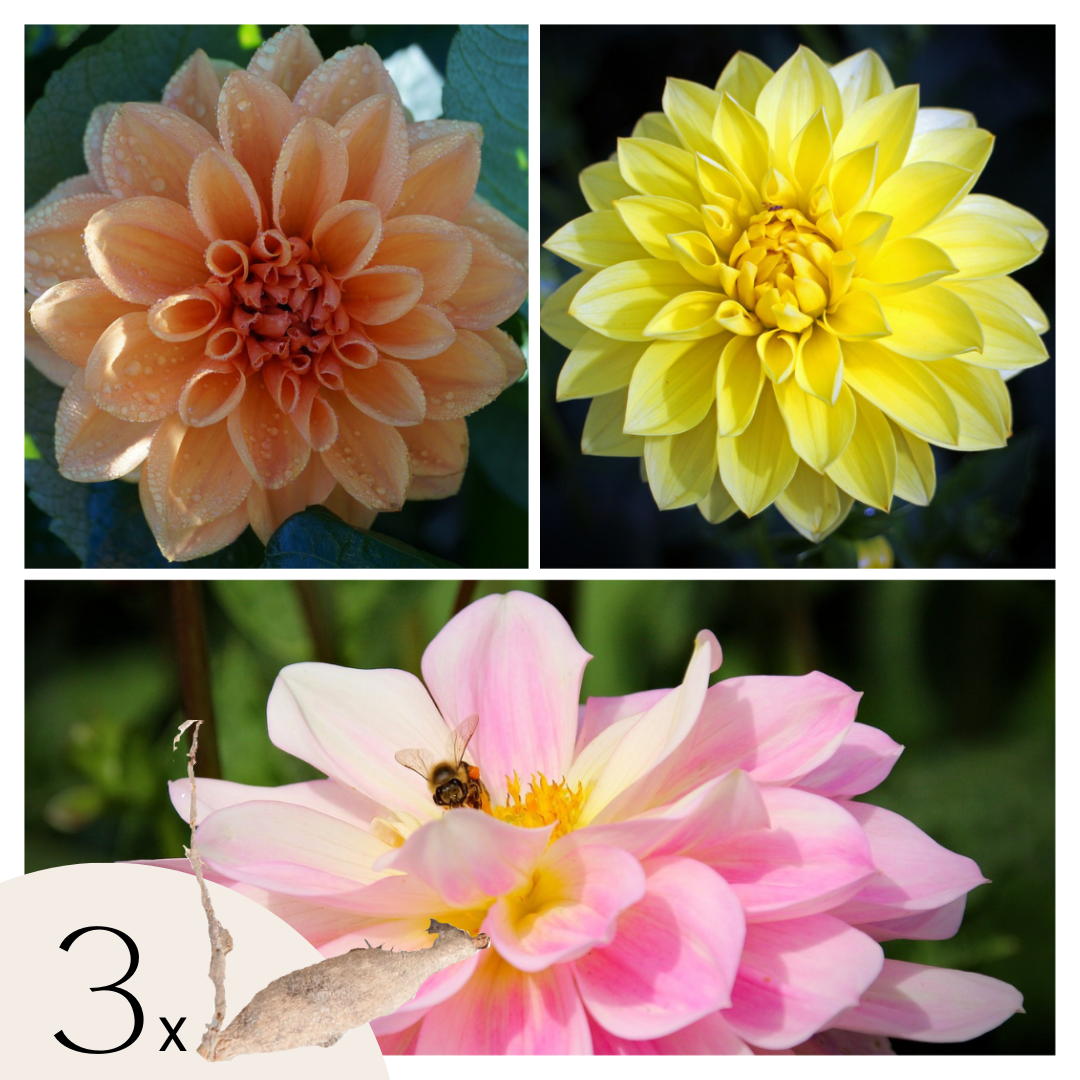 Dahliaknollen - Set van 3 - Dahlia'Waterlily Mix' afbeelding