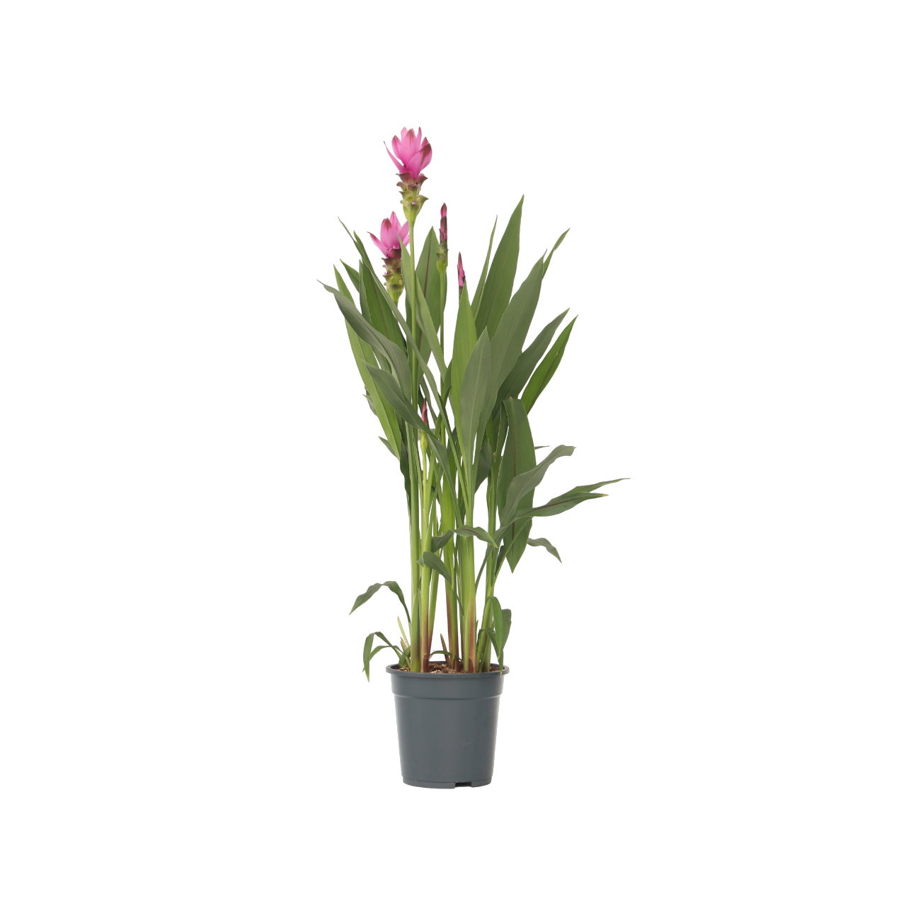 Siamese tulp - Curcuma alismatifolia'Siam Supreme'- Hoogte 70-90cm -⌀19cm afbeelding