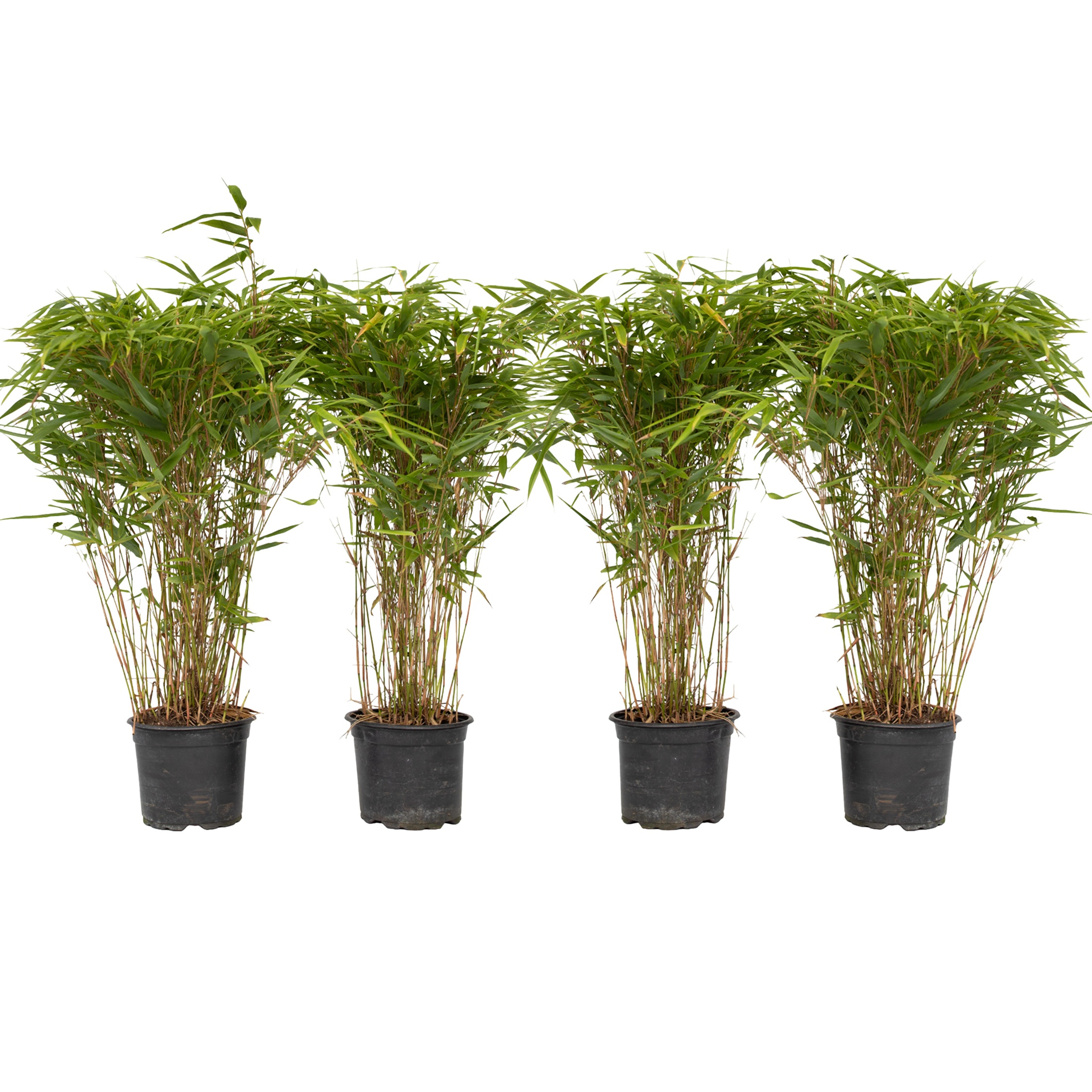 Bamboe - Set van 4 - Fargesia nitida'Gansu'- Hoogte 50-70cm -⌀17cm afbeelding