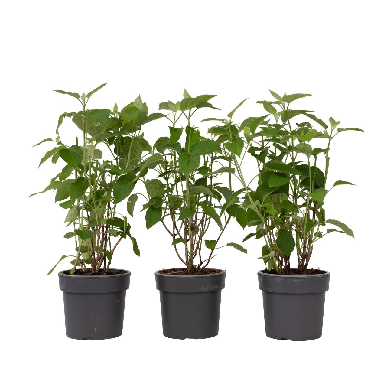 Bolhortensia - Set van 3 - Hydrangea'Strong Annabelle'- Hoogte 30-40cm -⌀19cm afbeelding