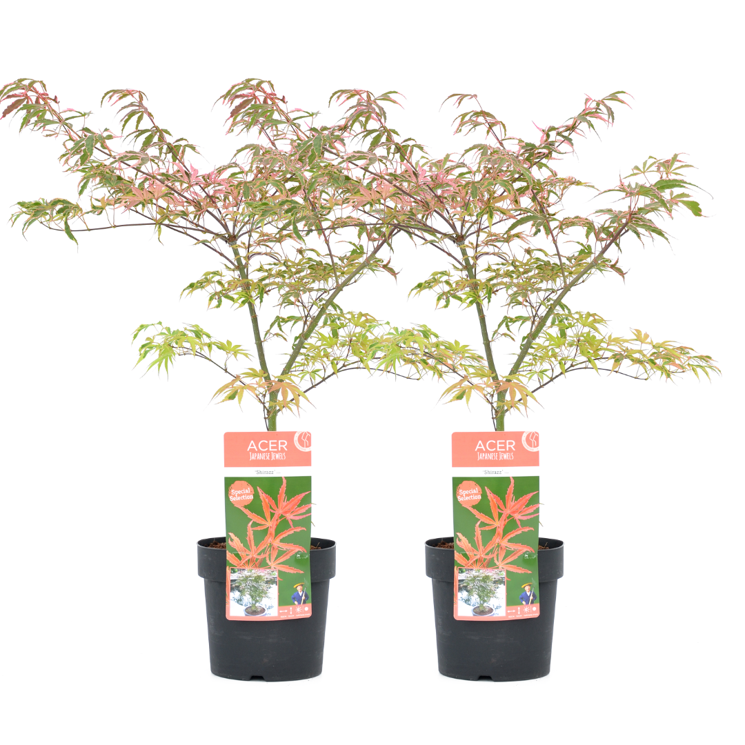 Japanse Esdoorn - Set van 2 - Acer palmatum'Shirazz'- Hoogte 50-60cm -⌀19cm afbeelding