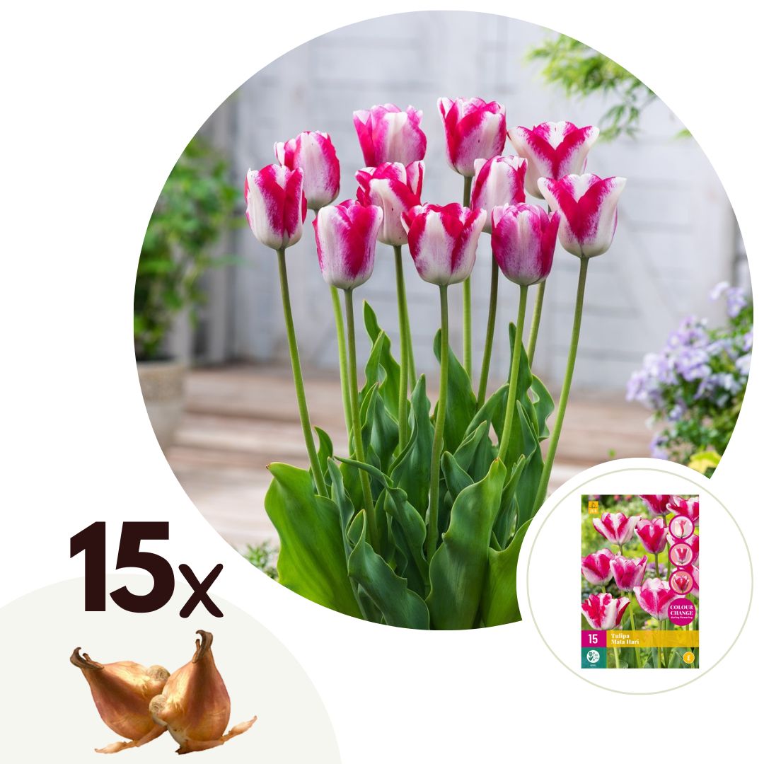 Tulpenbollen - Set van 15 - Tulipa'Mata Hari'- Bloembollen - Roze afbeelding