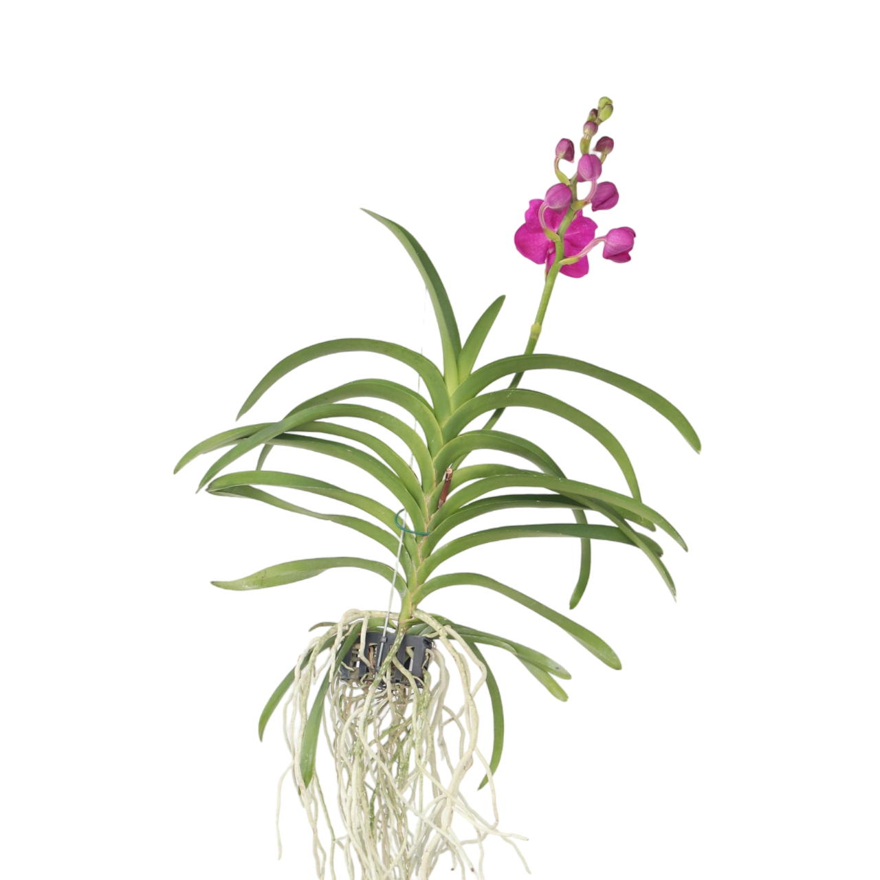 Roze Orchidee L - Vanda'Pink'- Hoogte 55-65cm afbeelding