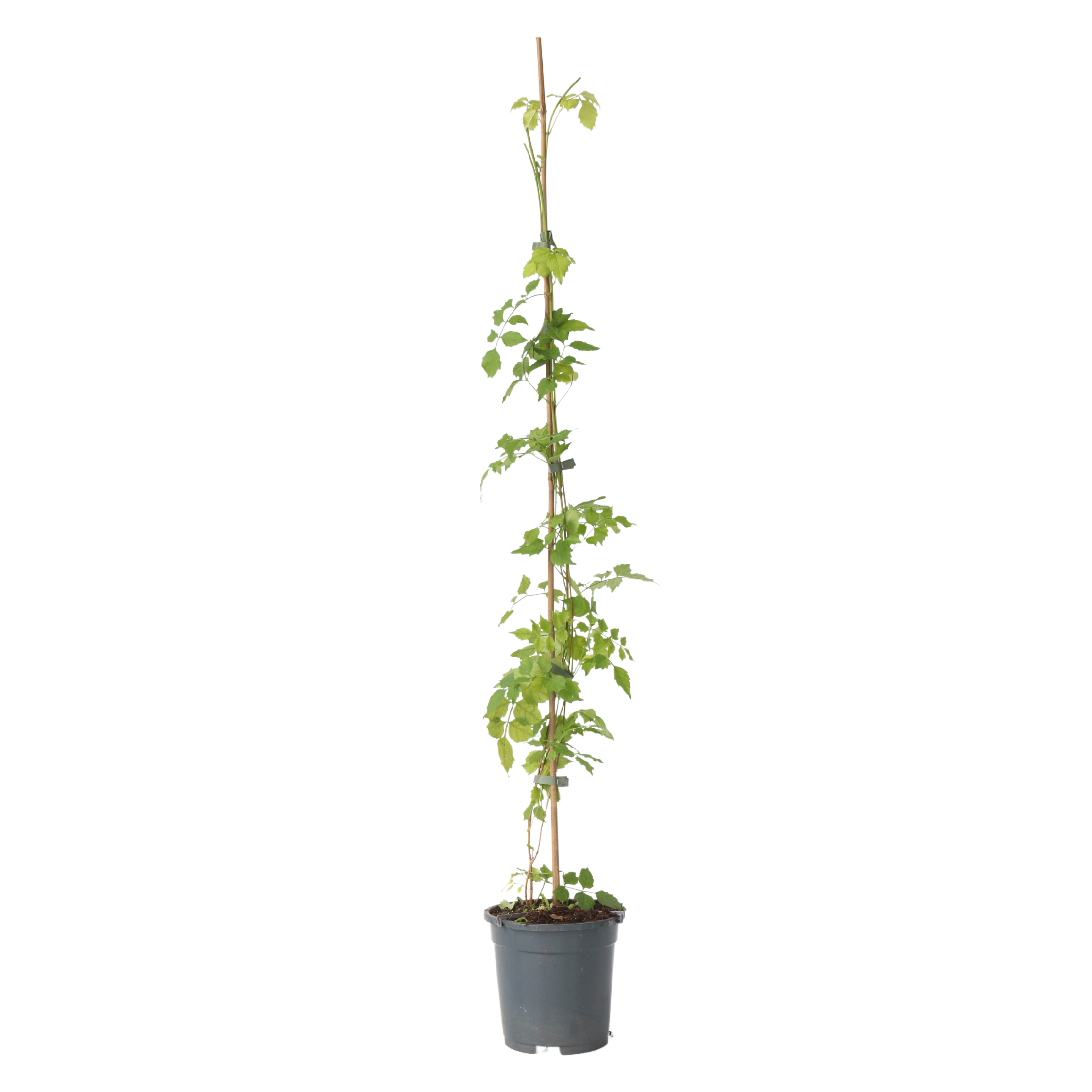 Trompetbloem - Campsis radicans - Hoogte 110-120cm -⌀17cm afbeelding