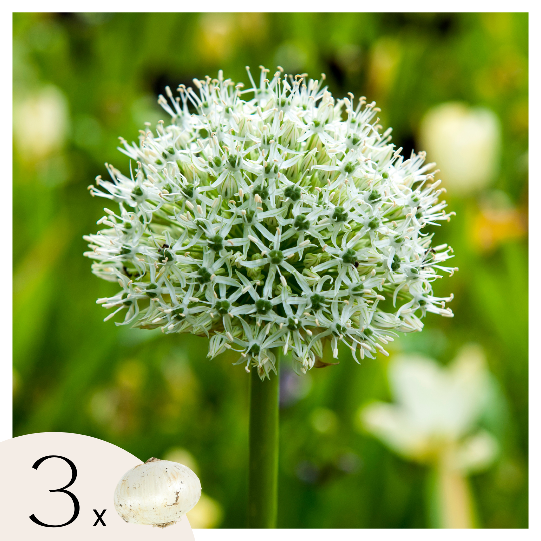Alliumbollen - Set van 3 - Allium'Mount Everest'- Bloembollen - Wit afbeelding