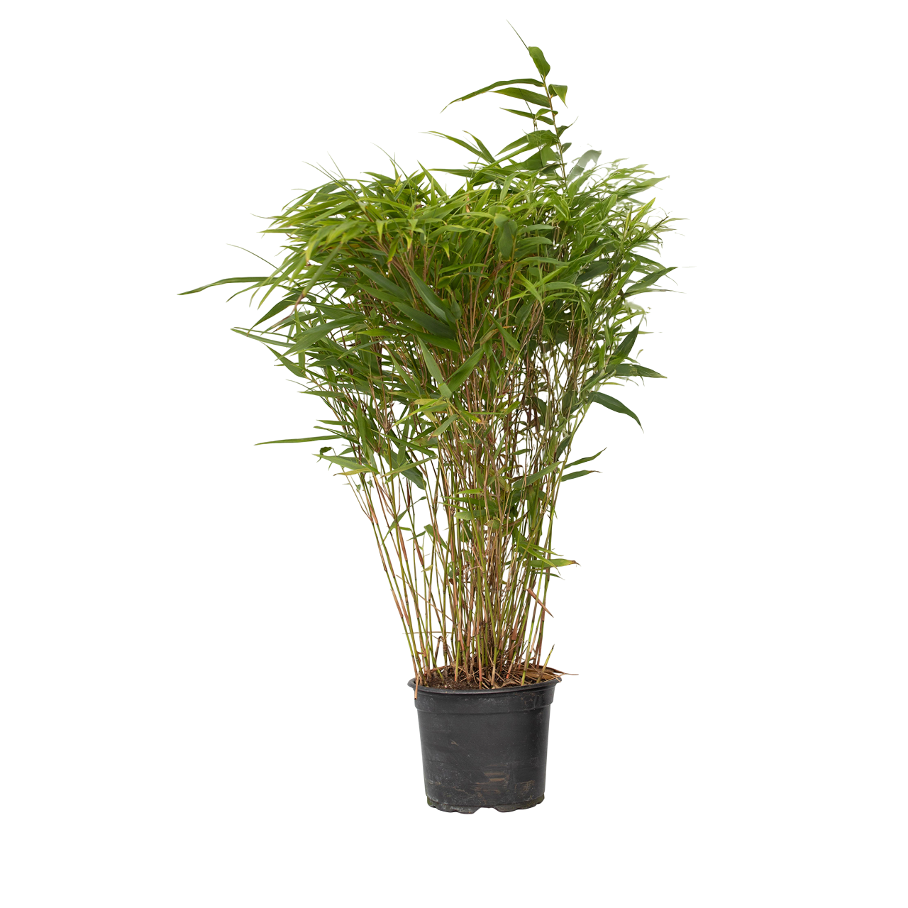 Bamboe - Fargesia nitida'Gansu'- Hoogte 50-70cm -⌀17cm afbeelding