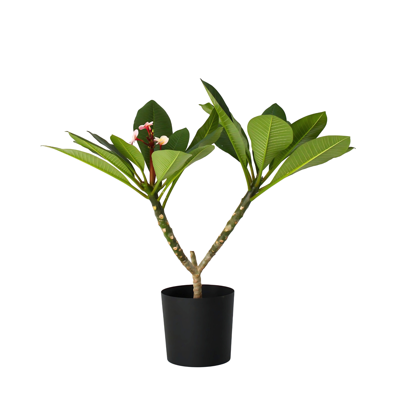 Frangipani roze - Plumeria rubra'Roze'- Hoogte 55-70cm -⌀17cm afbeelding