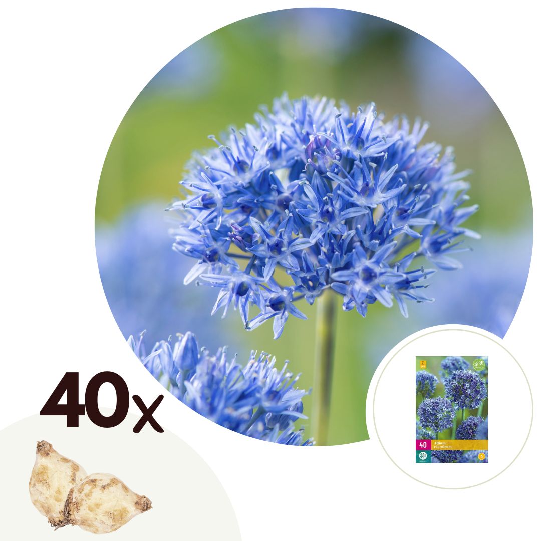 Alliumbollen - Set van 40 - Allium'Caeruleum'- Bloembollen - Blauw afbeelding